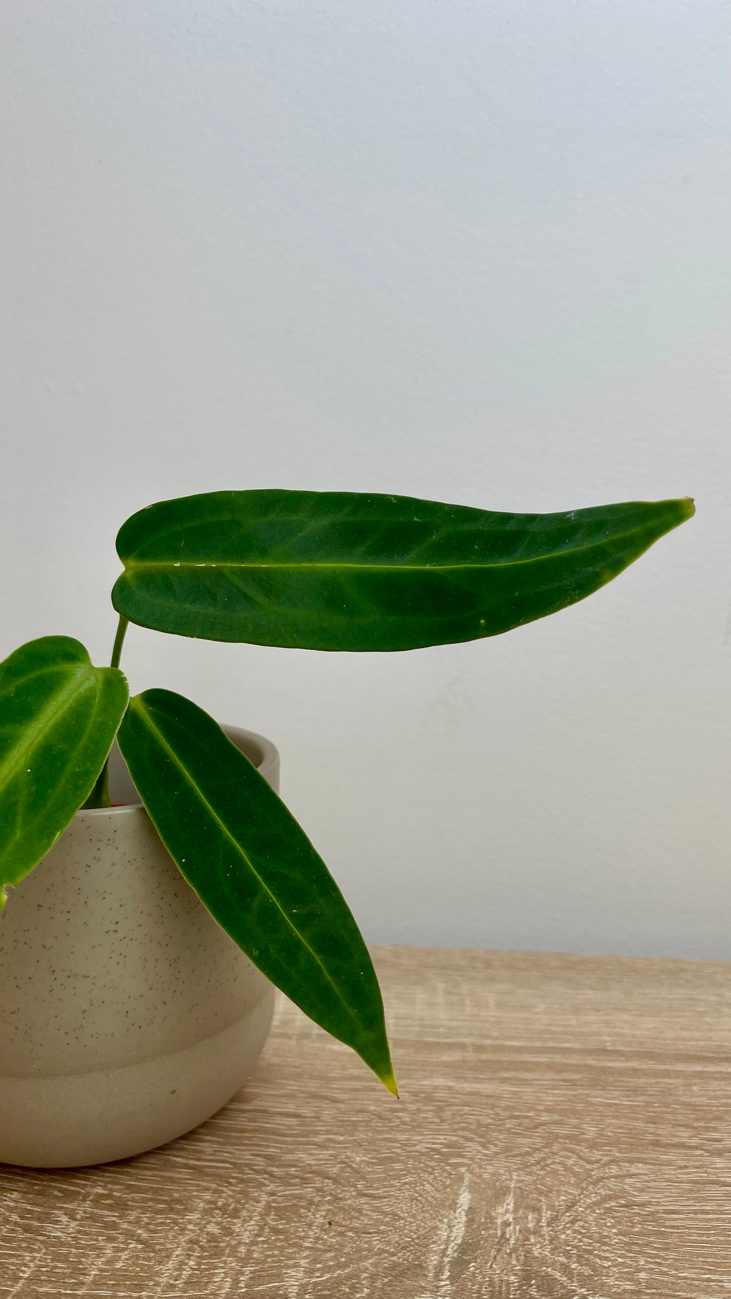 Anthurium Warocqueanum