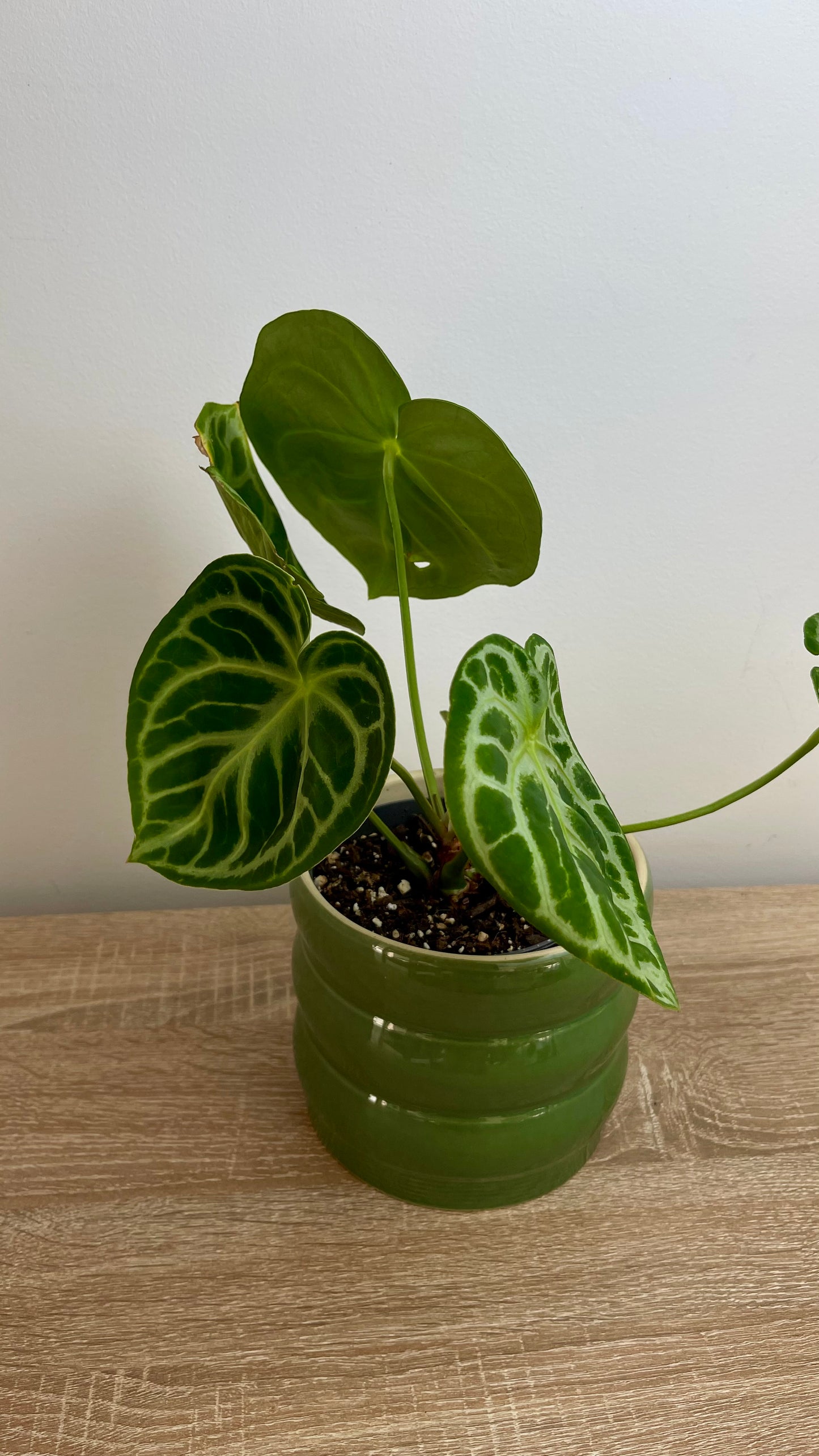 Anthurium Silver Blush Baby
