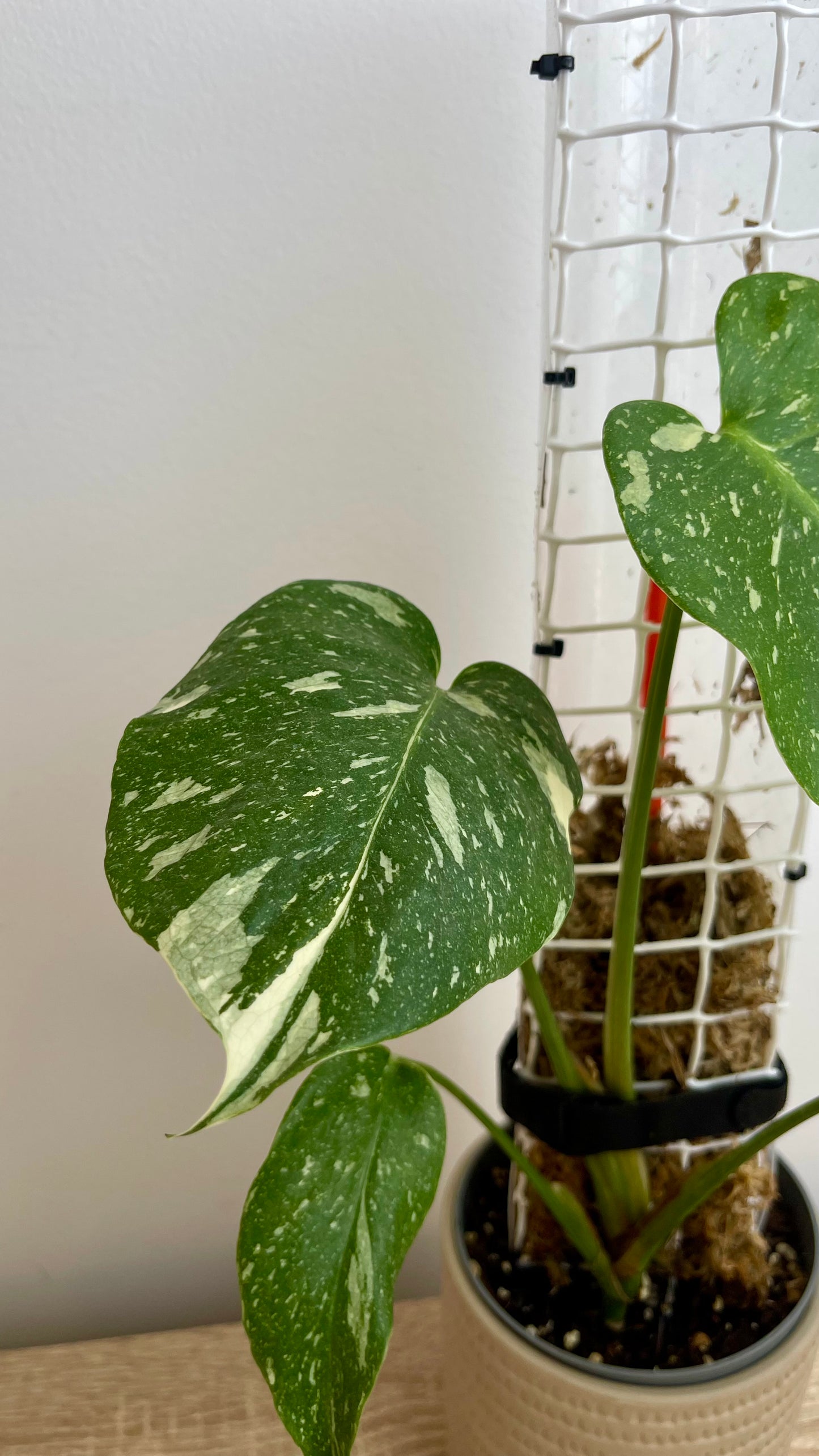 Monstera Thai Constelattion com tutor