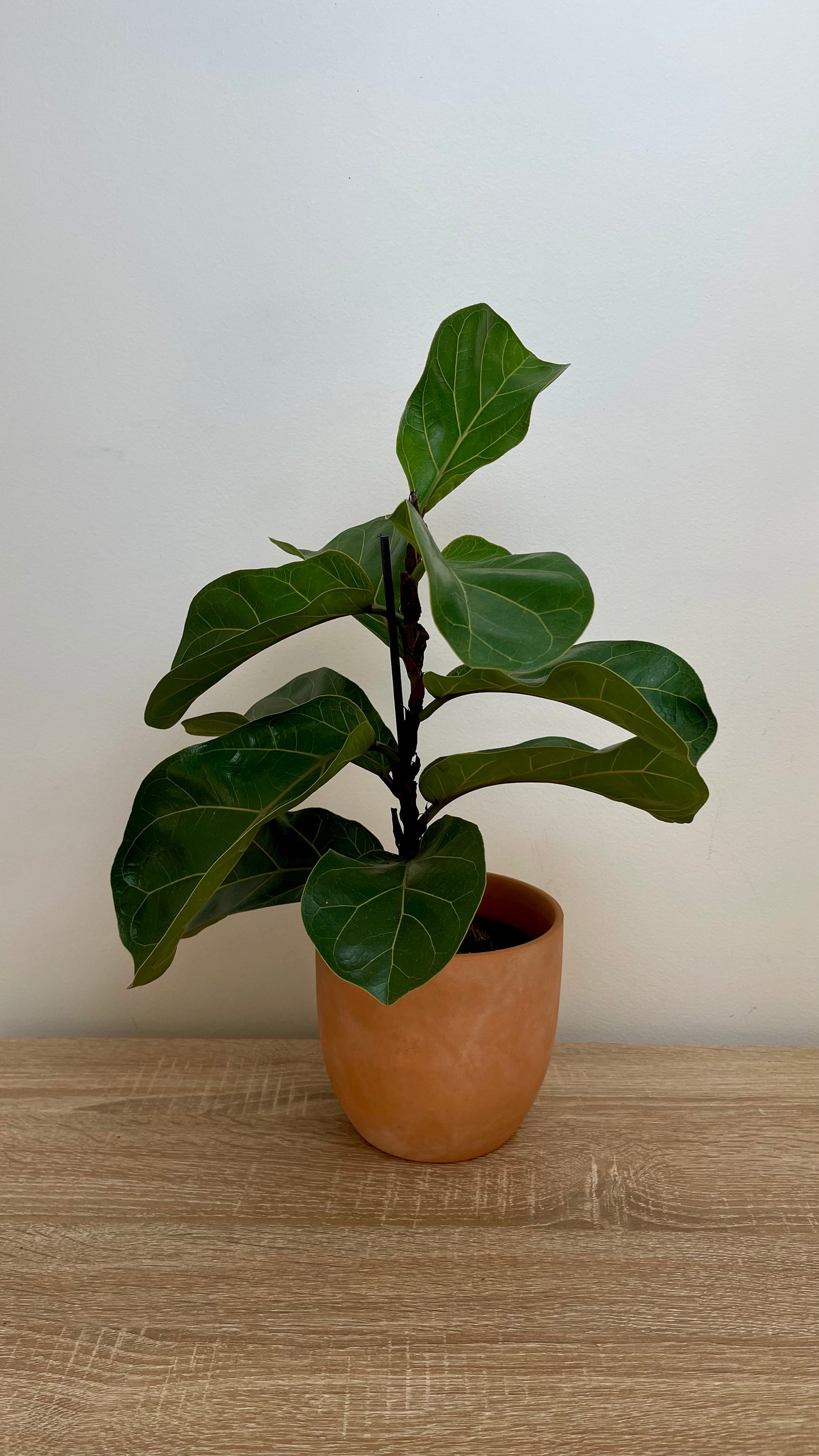Ficus Lyrata