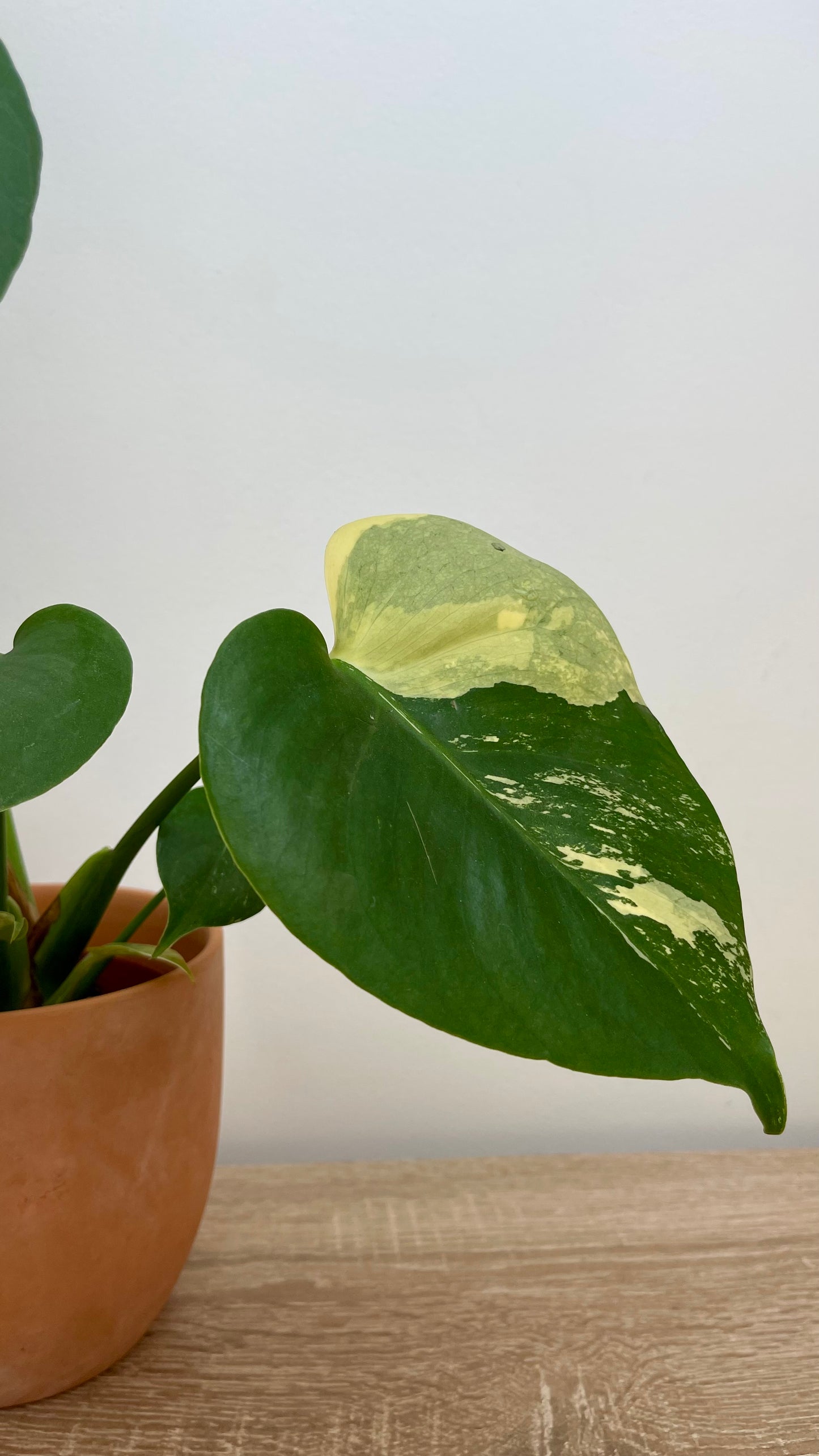 Monstera Deliciosa Aurea Variegata