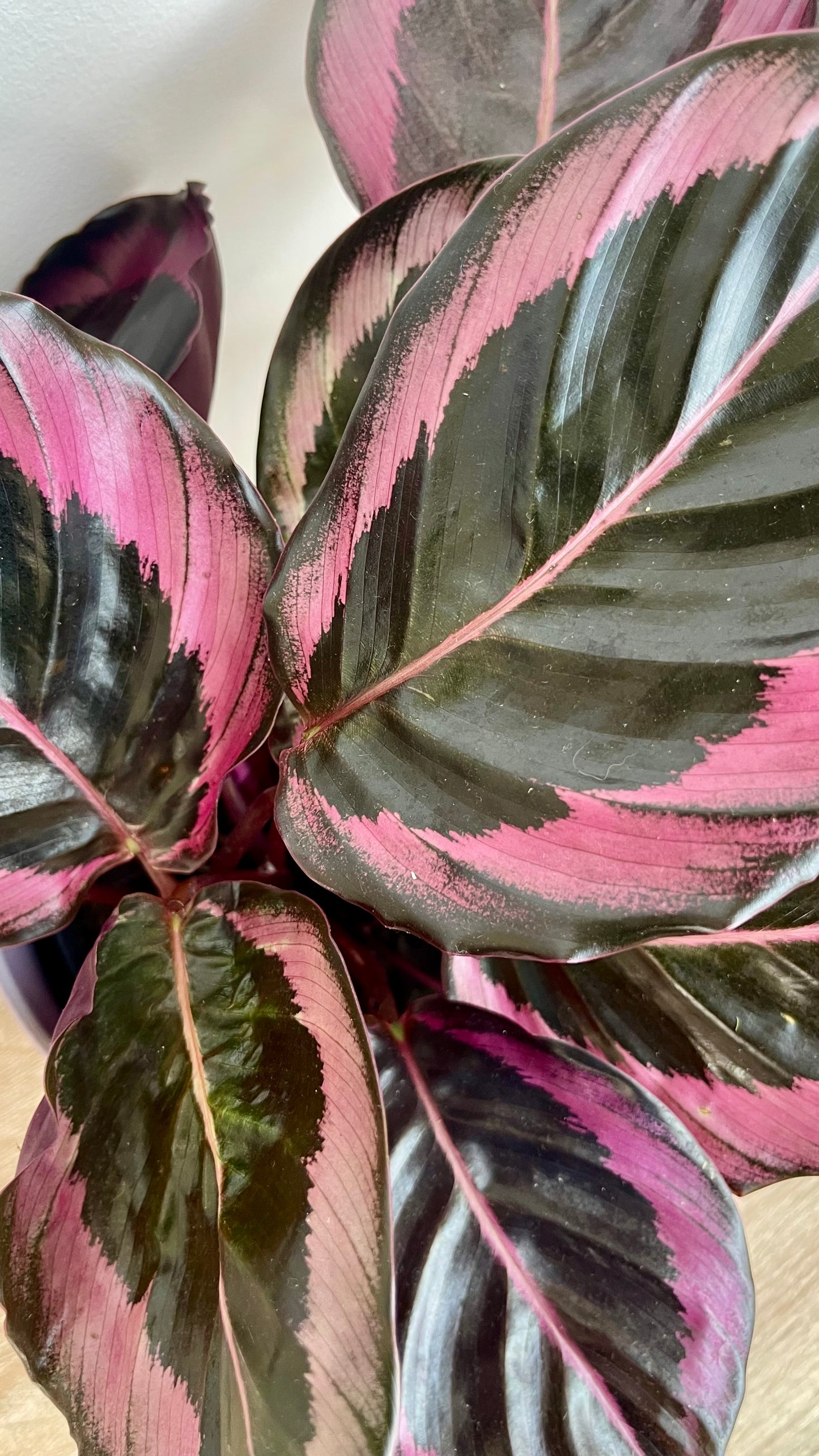 Calathea Dottie