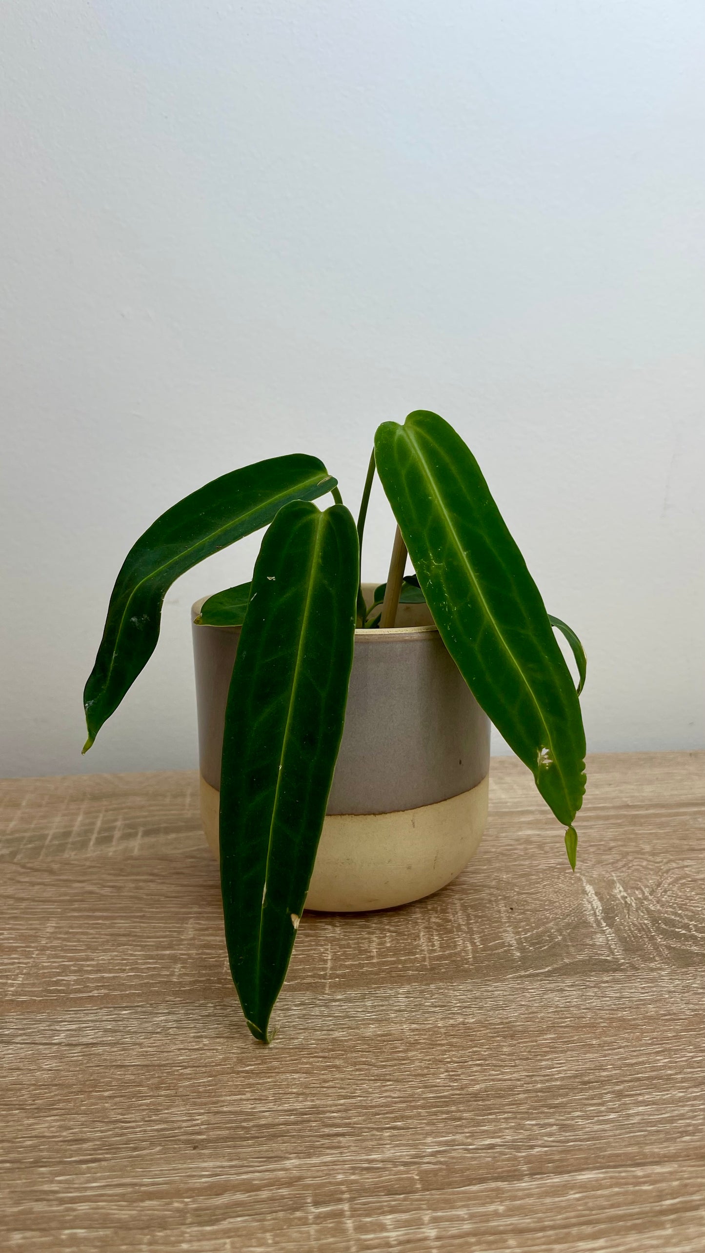 Anthurium Warocqueanum