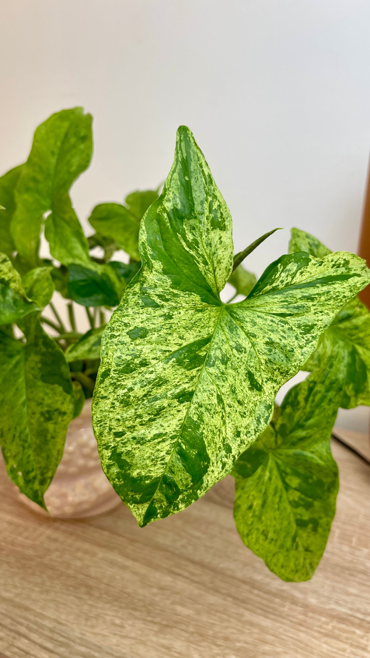 Syngonium Mottled Mojito