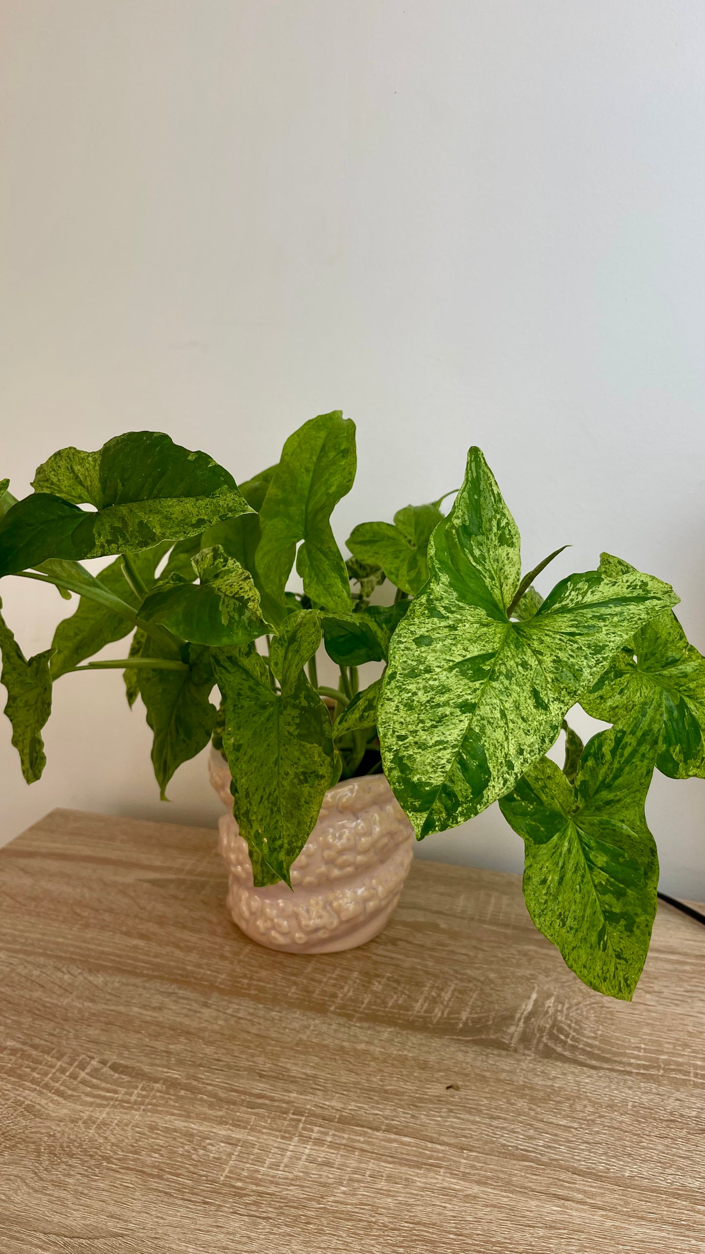 Syngonium Mottled Mojito
