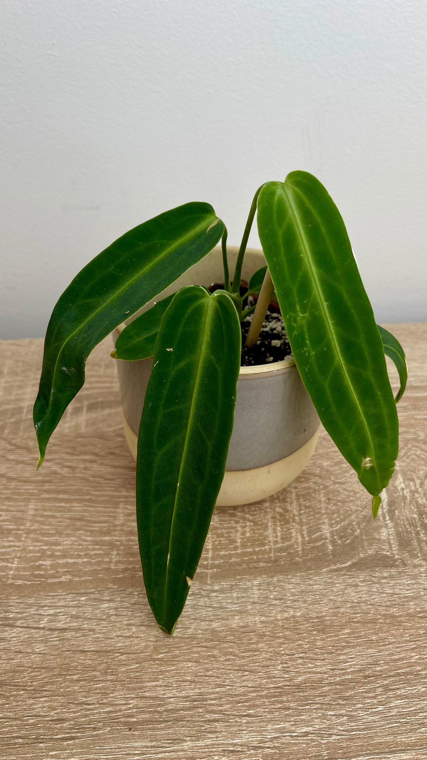 Anthurium Warocqueanum