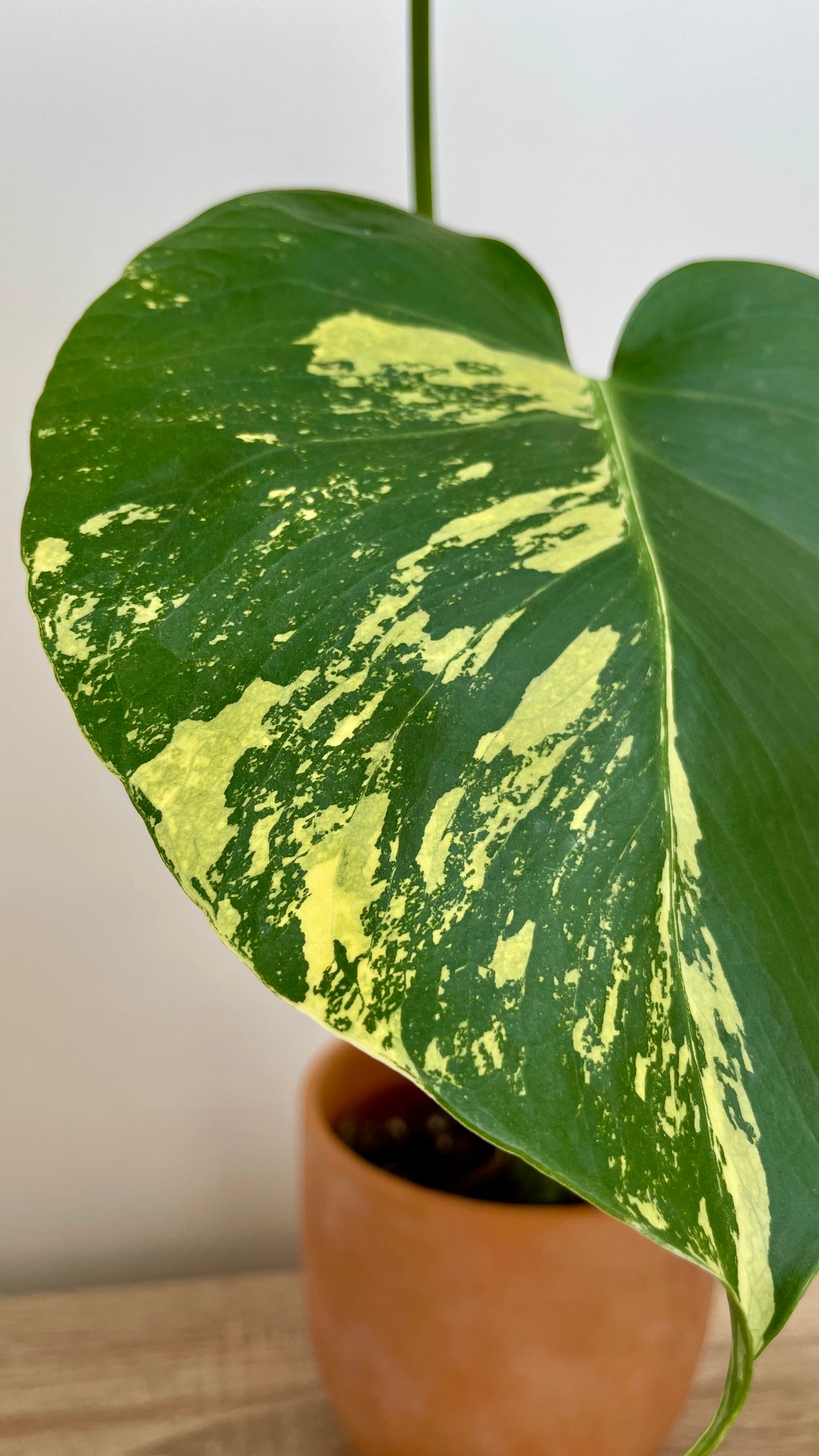 Monstera Deliciosa Aurea Variegata