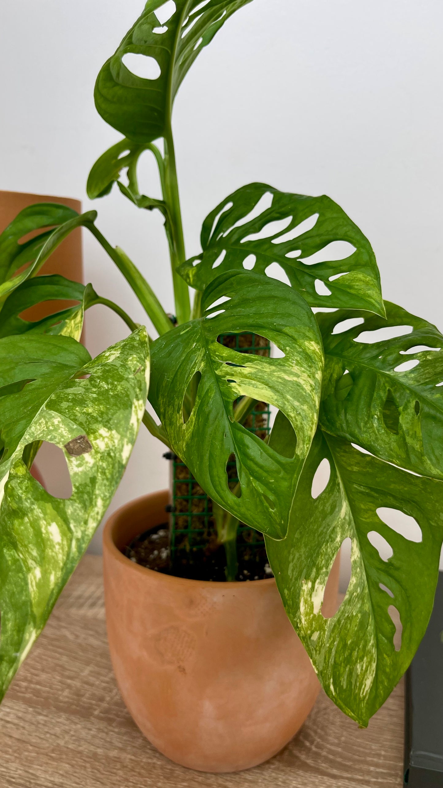 Monstera Adansonii Variegata