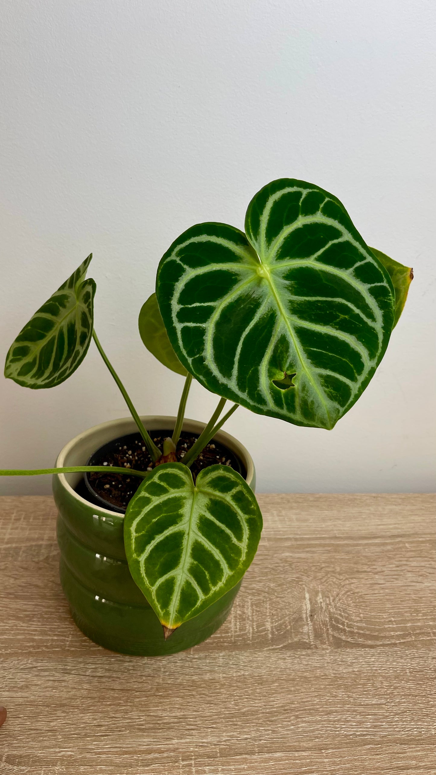 Anthurium Silver Blush Baby