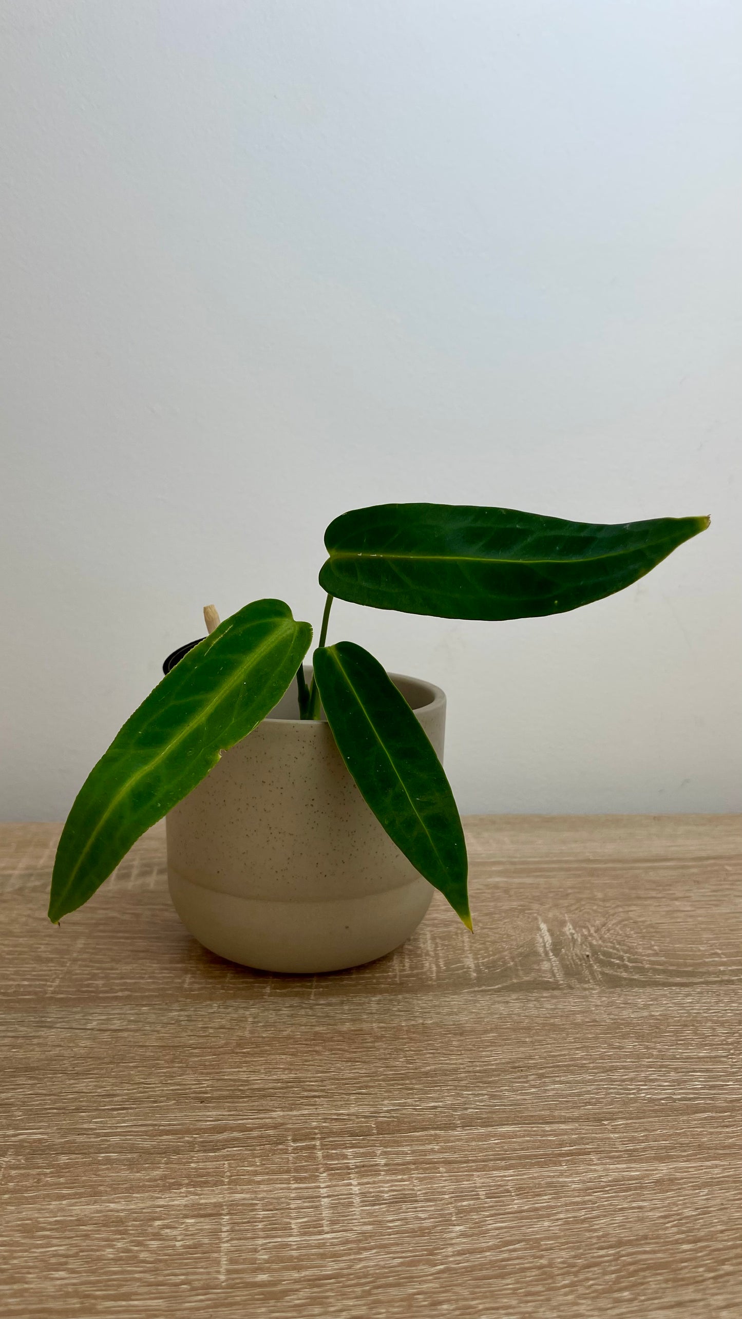 Anthurium Warocqueanum