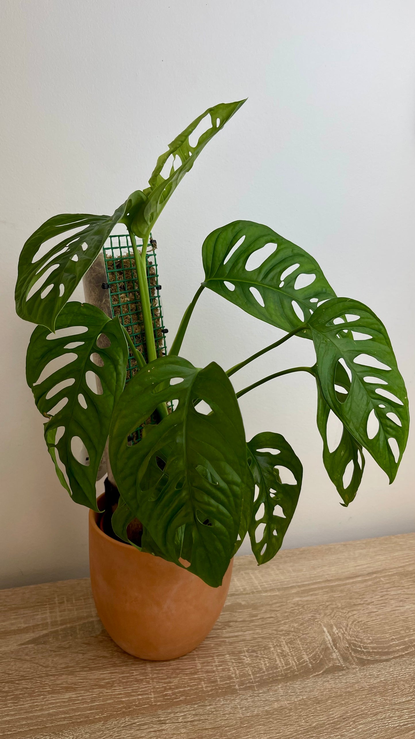 Monstera Adansoni