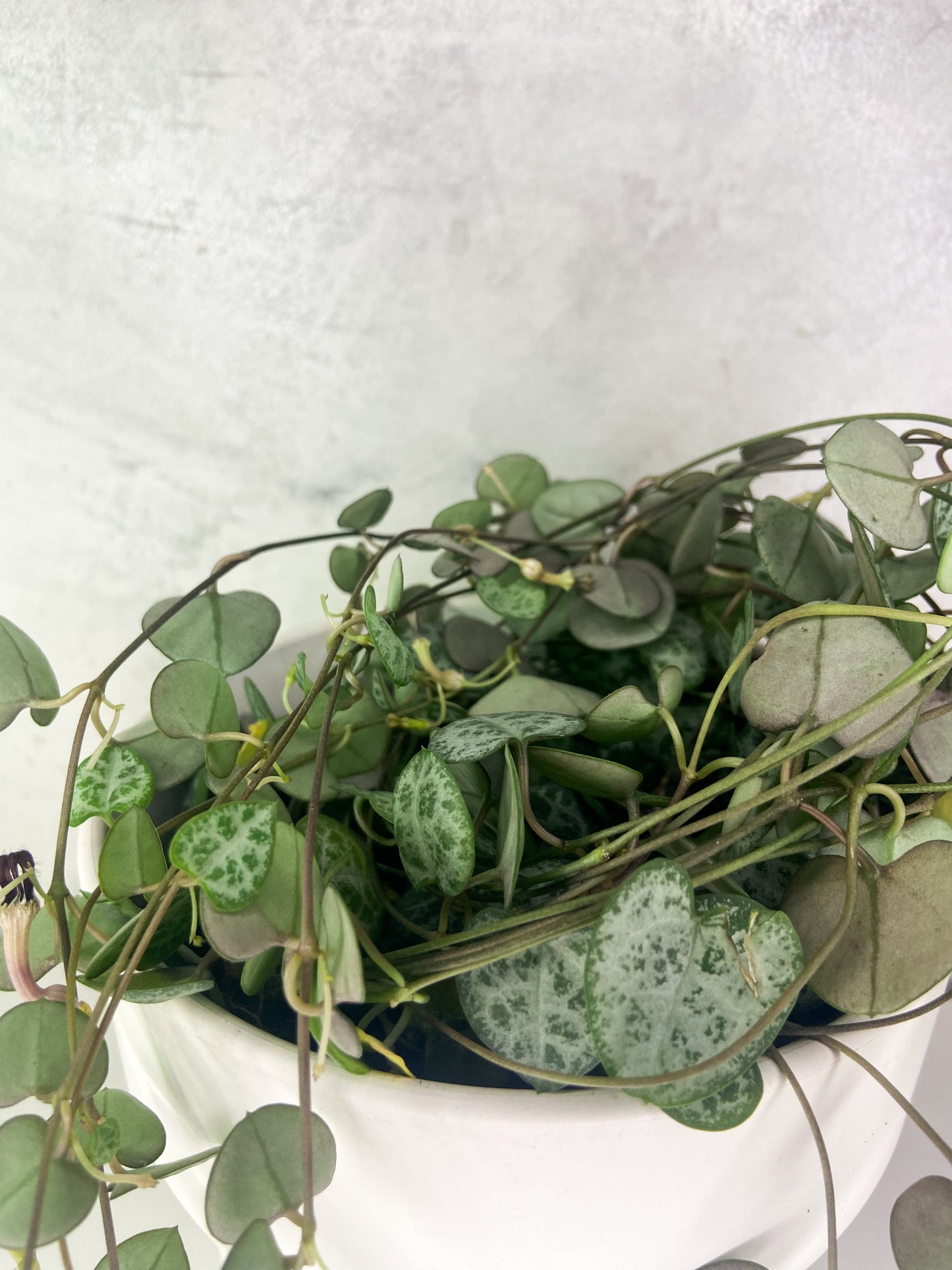 Ceropegia Woodii