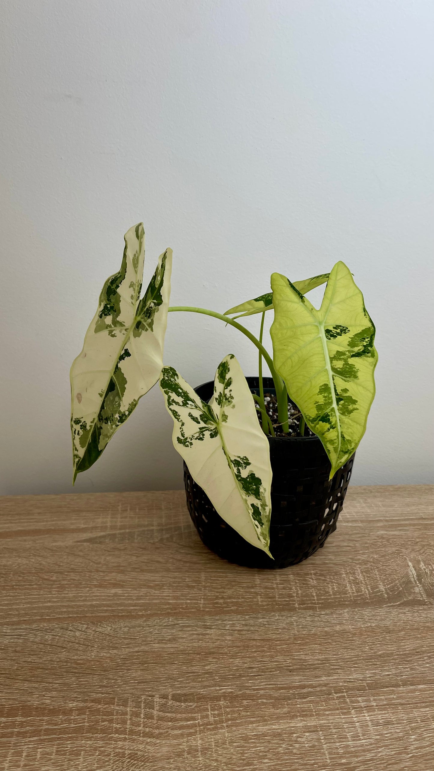 Alocasia Frydek Variegata