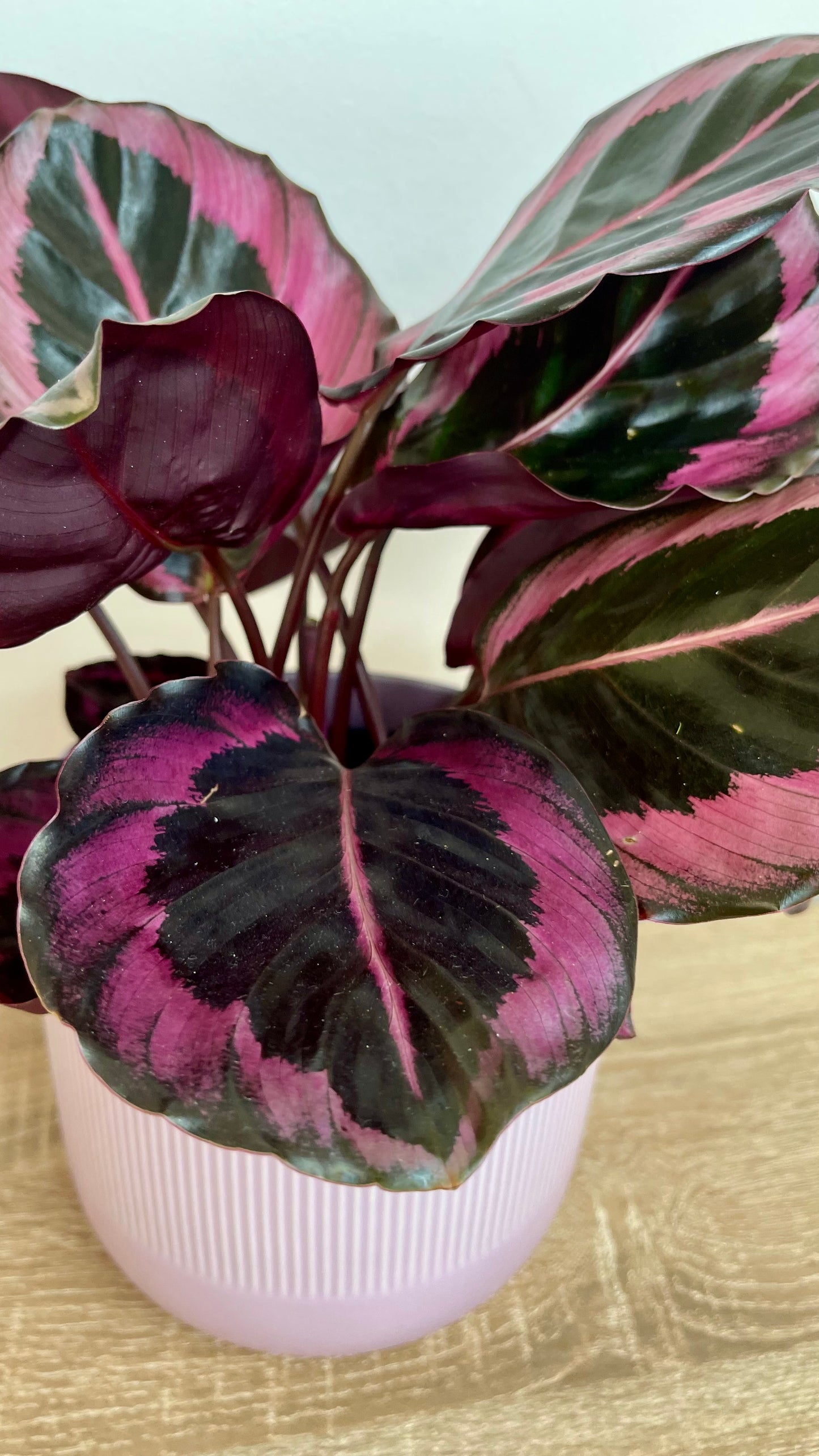 Calathea Dottie