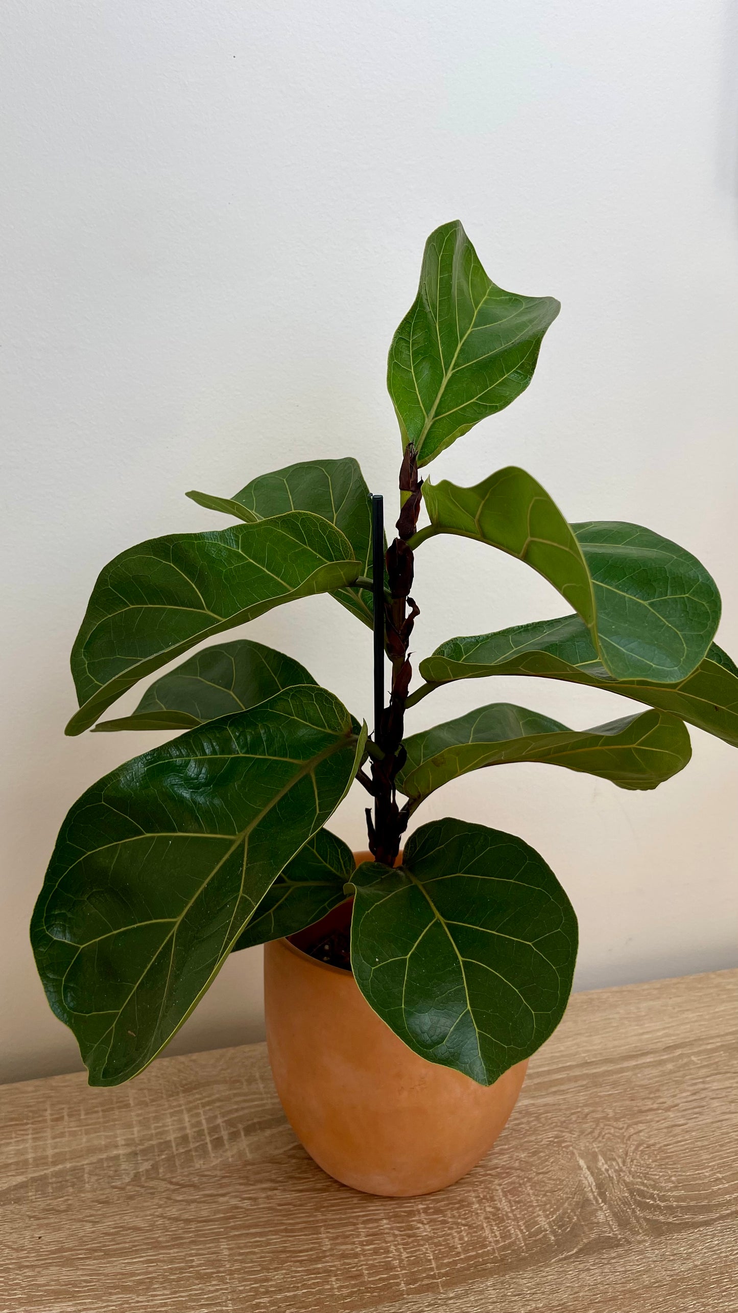 Ficus Lyrata