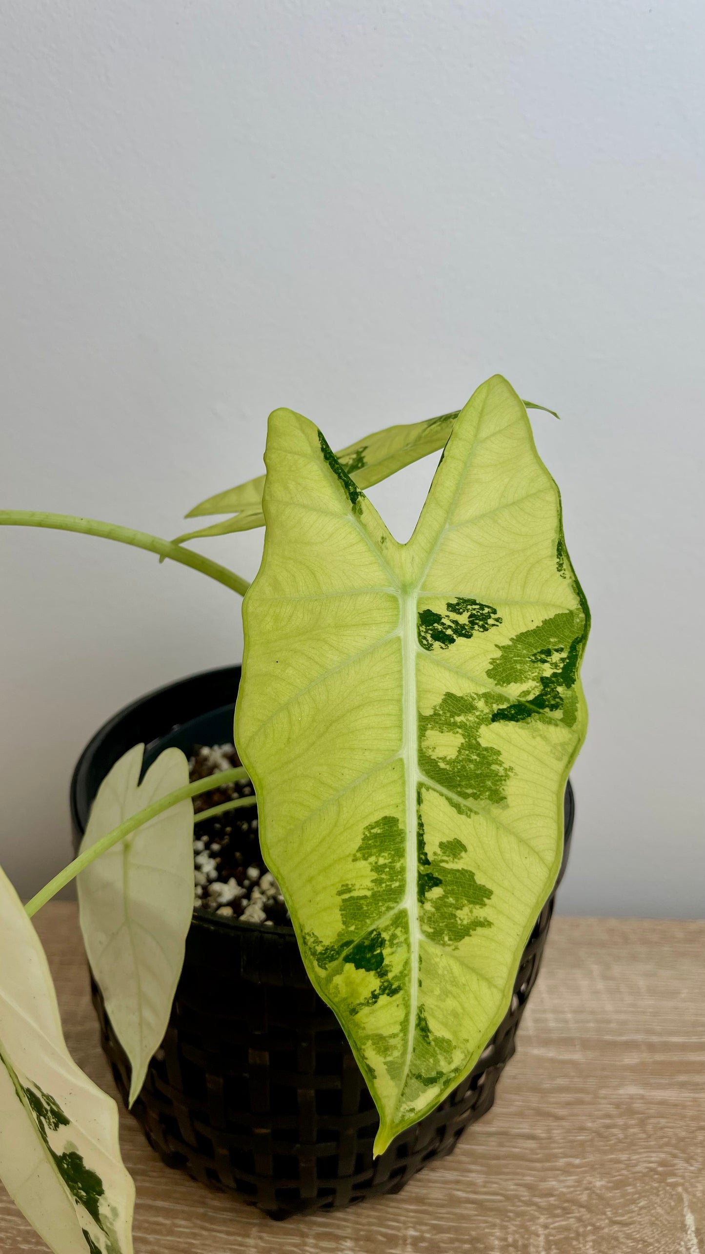 Alocasia Frydek Variegata