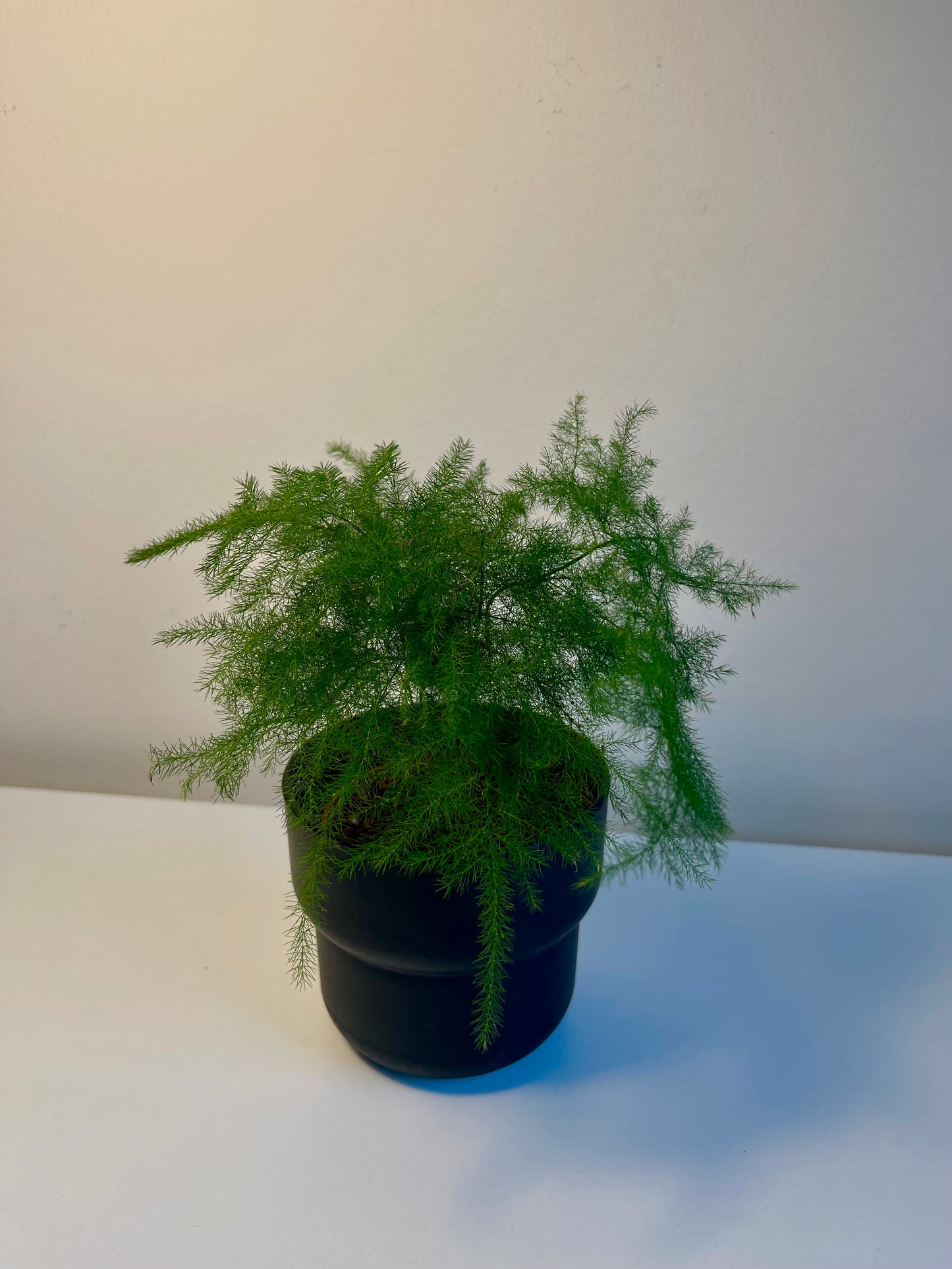 Asparagus Setaceus