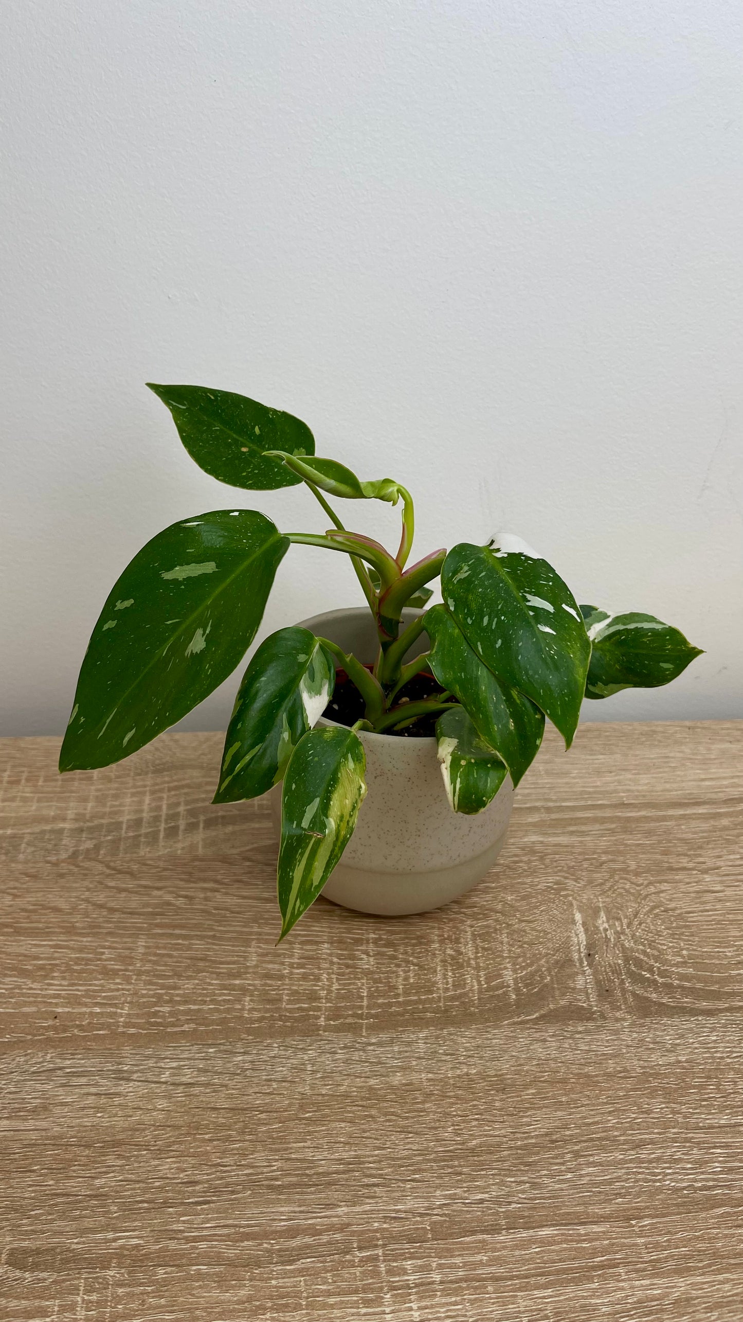 Philodendron White Princess