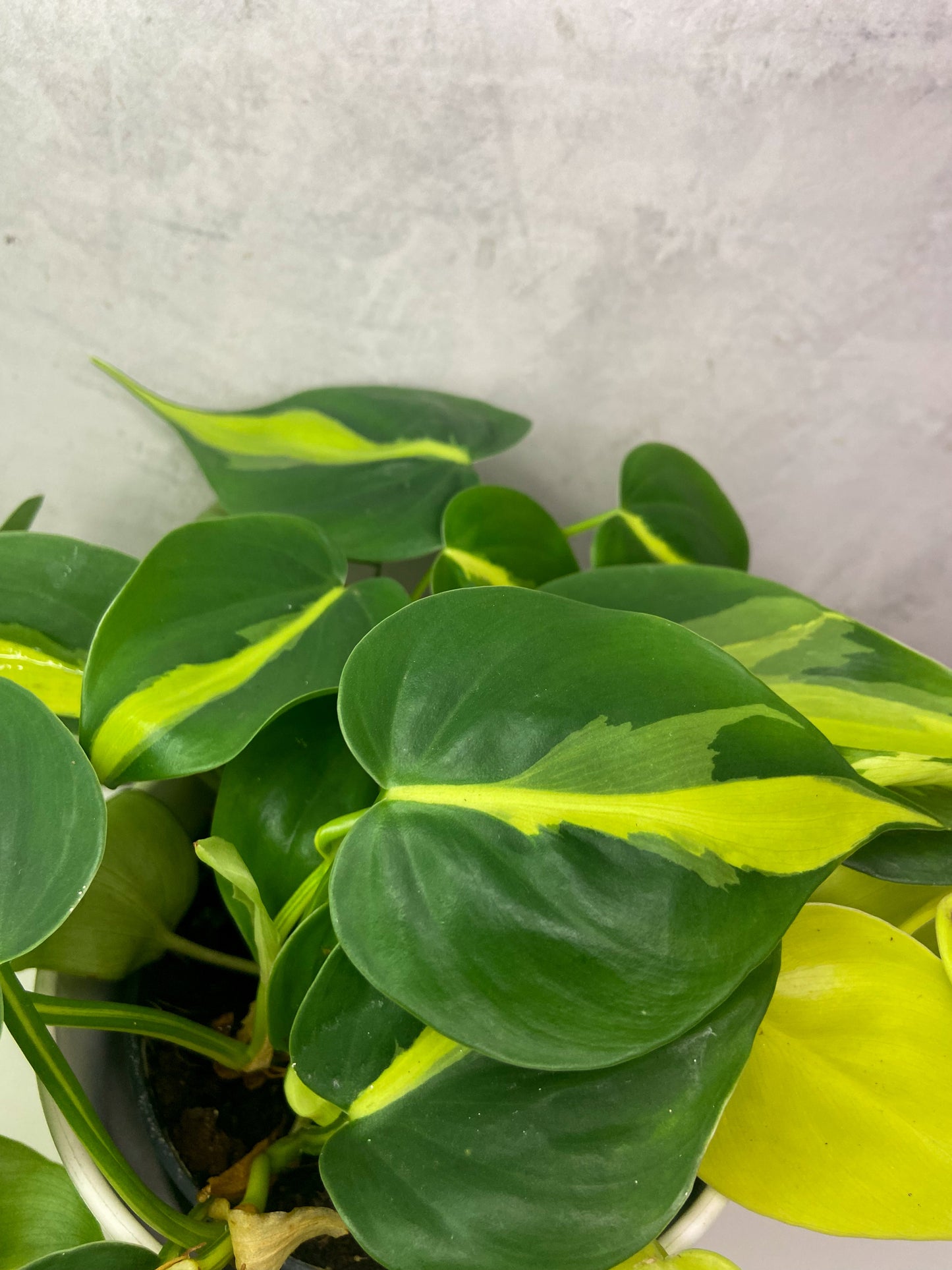 Philodendron Brasil