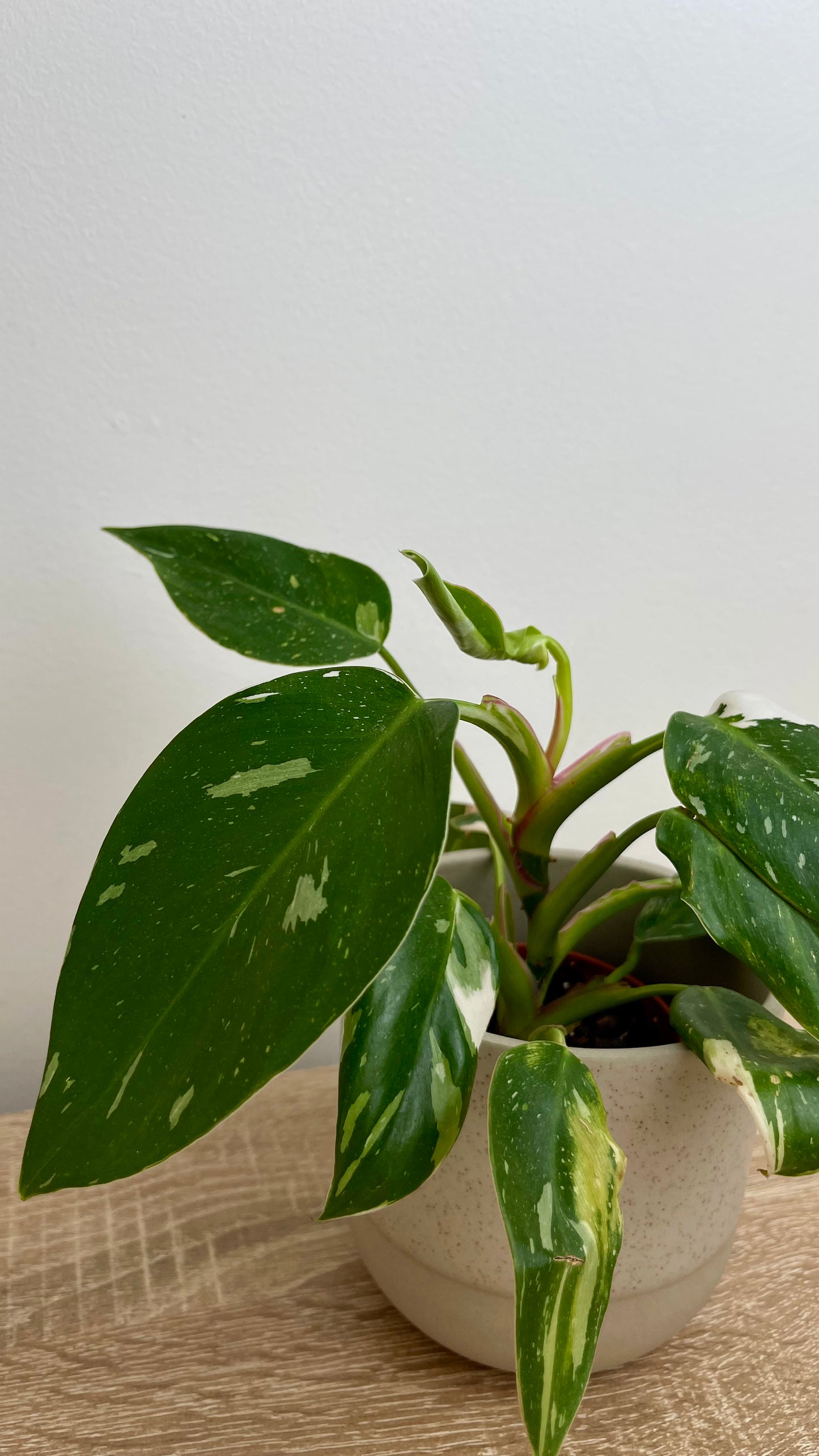 Philodendron White Princess