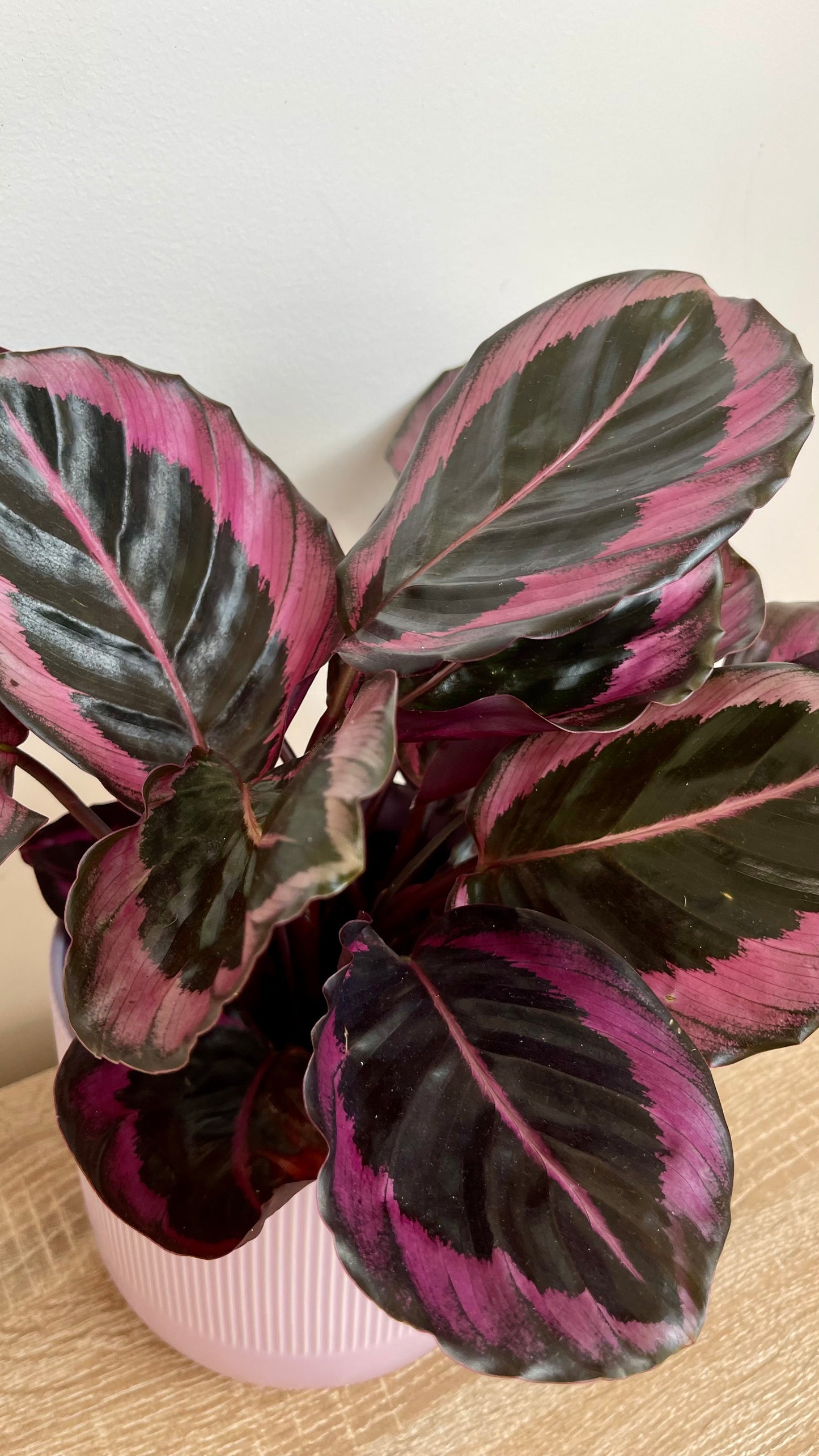 Calathea Dottie