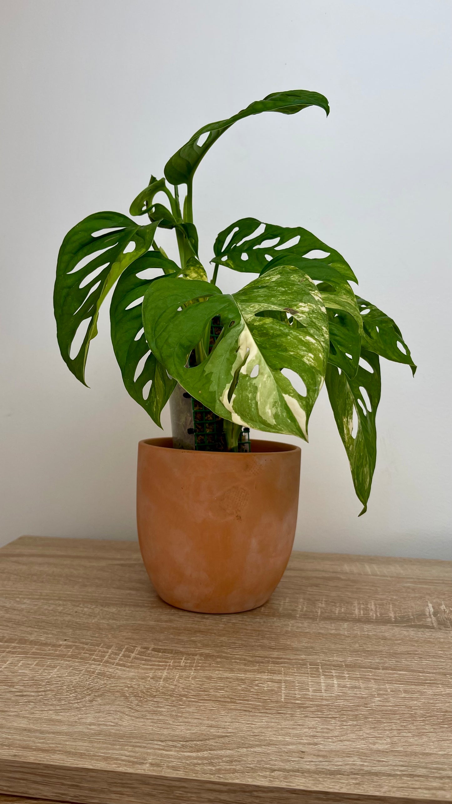Monstera Adansonii Variegata