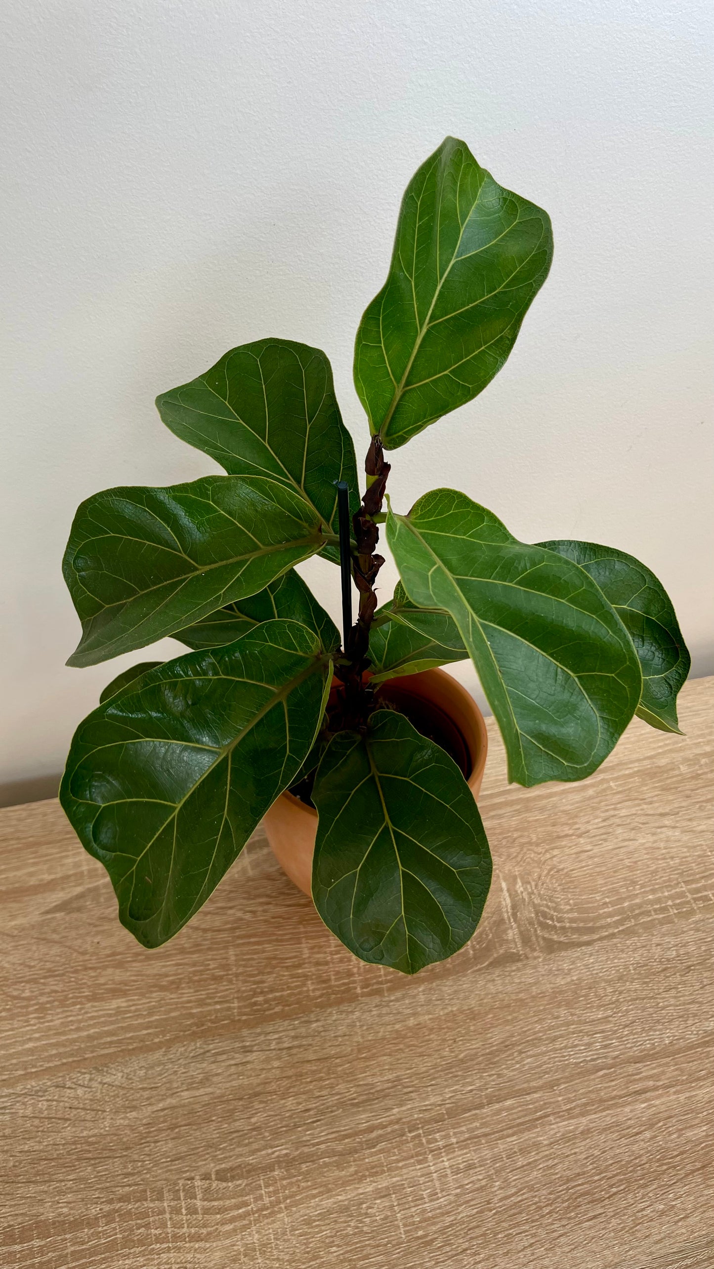 Ficus Lyrata
