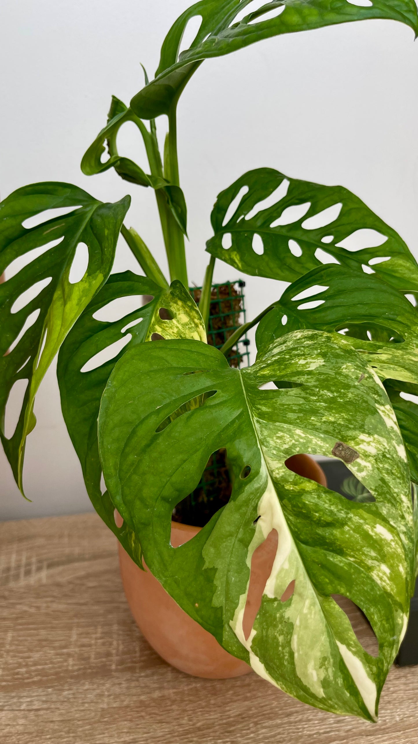 Monstera Adansonii Variegata