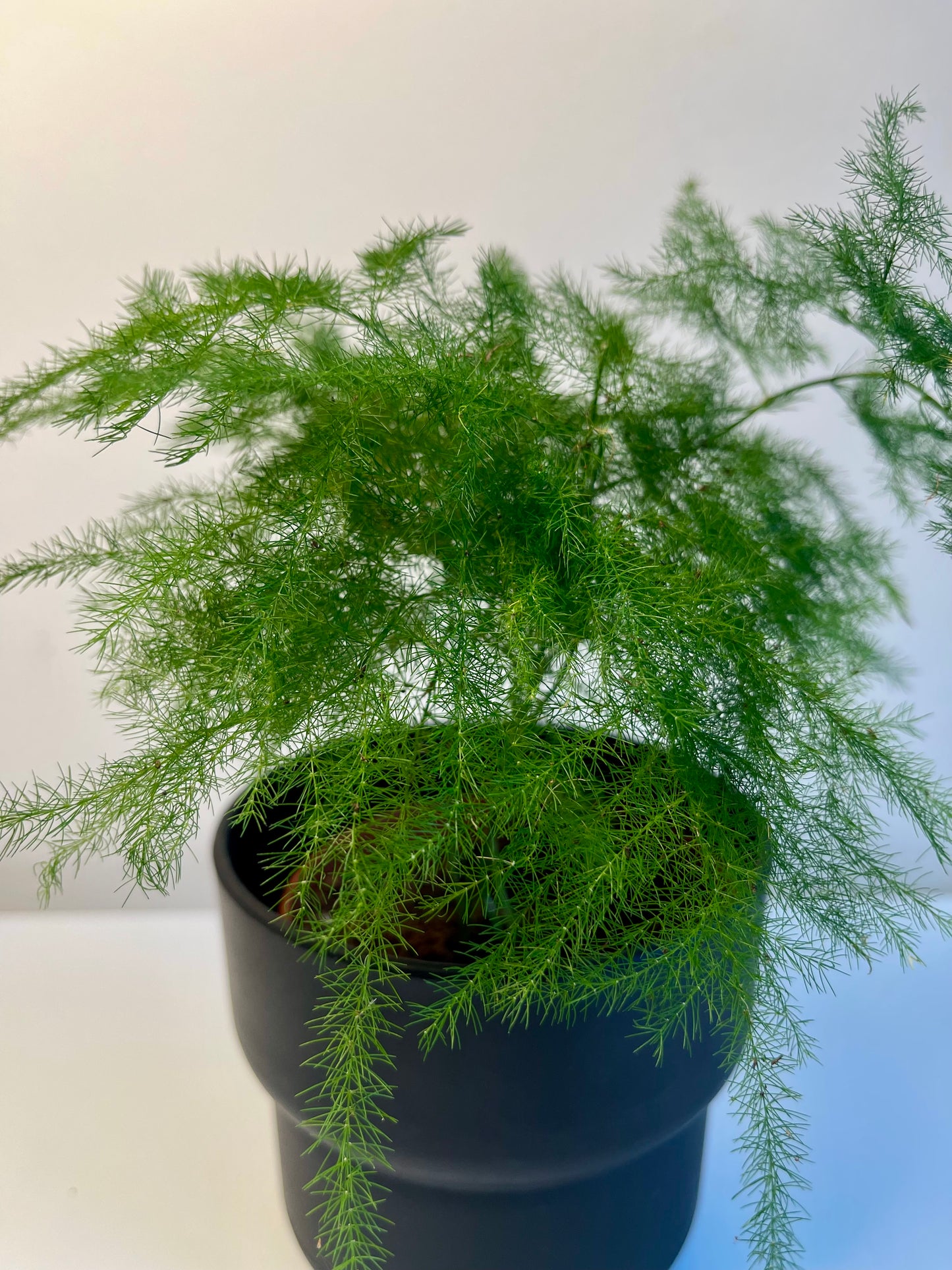 Asparagus Setaceus