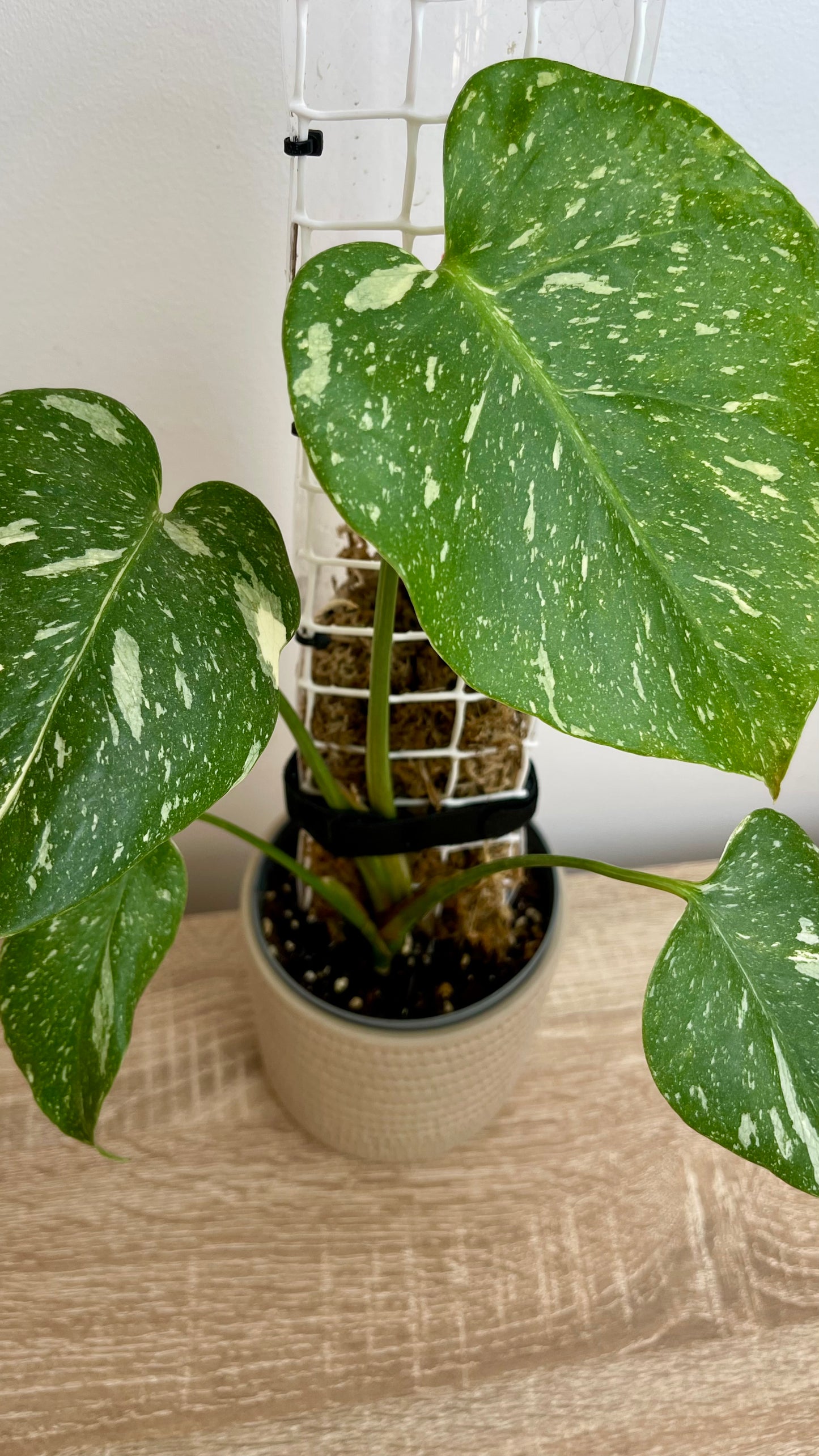 Monstera Thai Constelattion com tutor