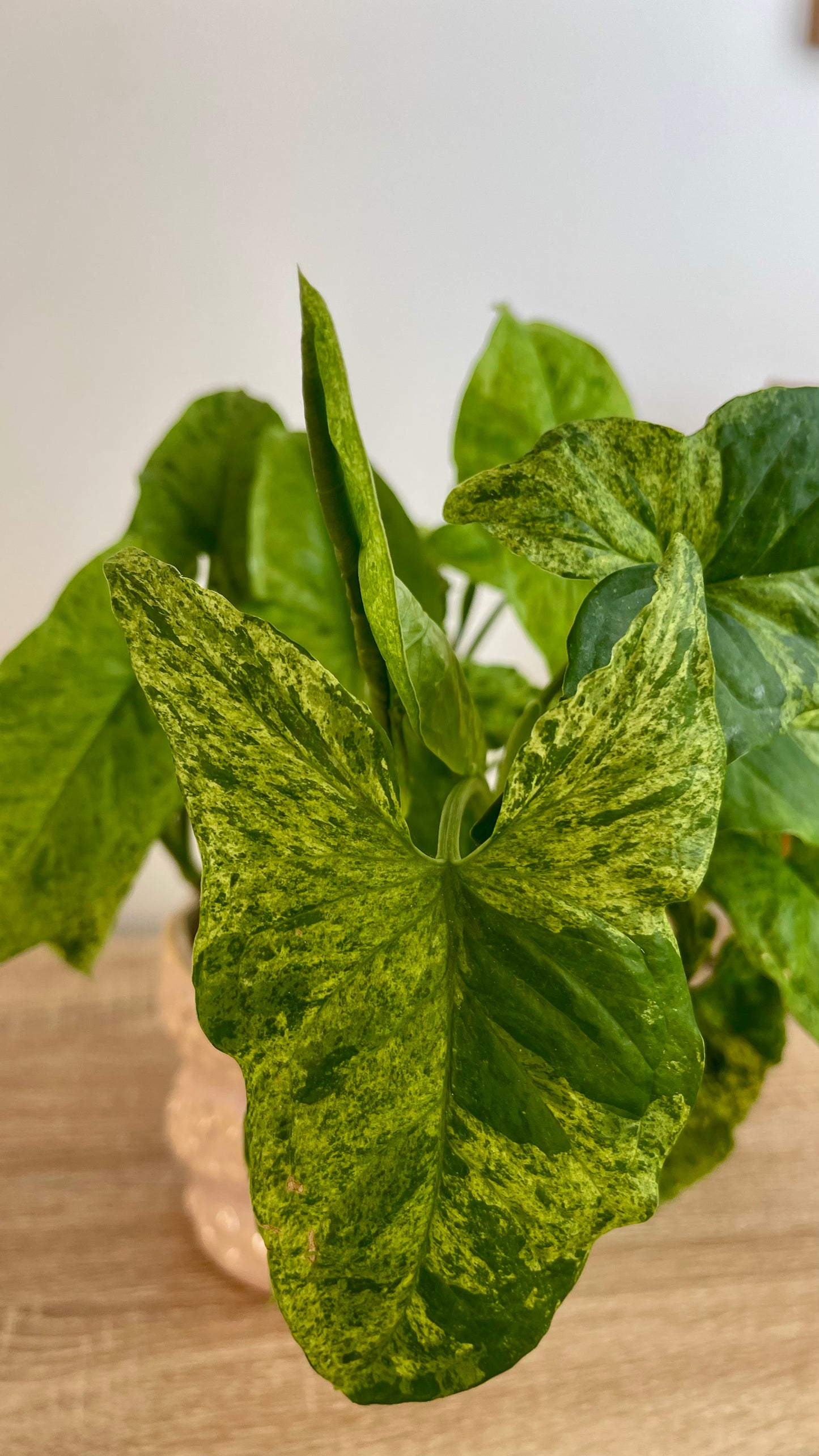 Syngonium Mottled Mojito