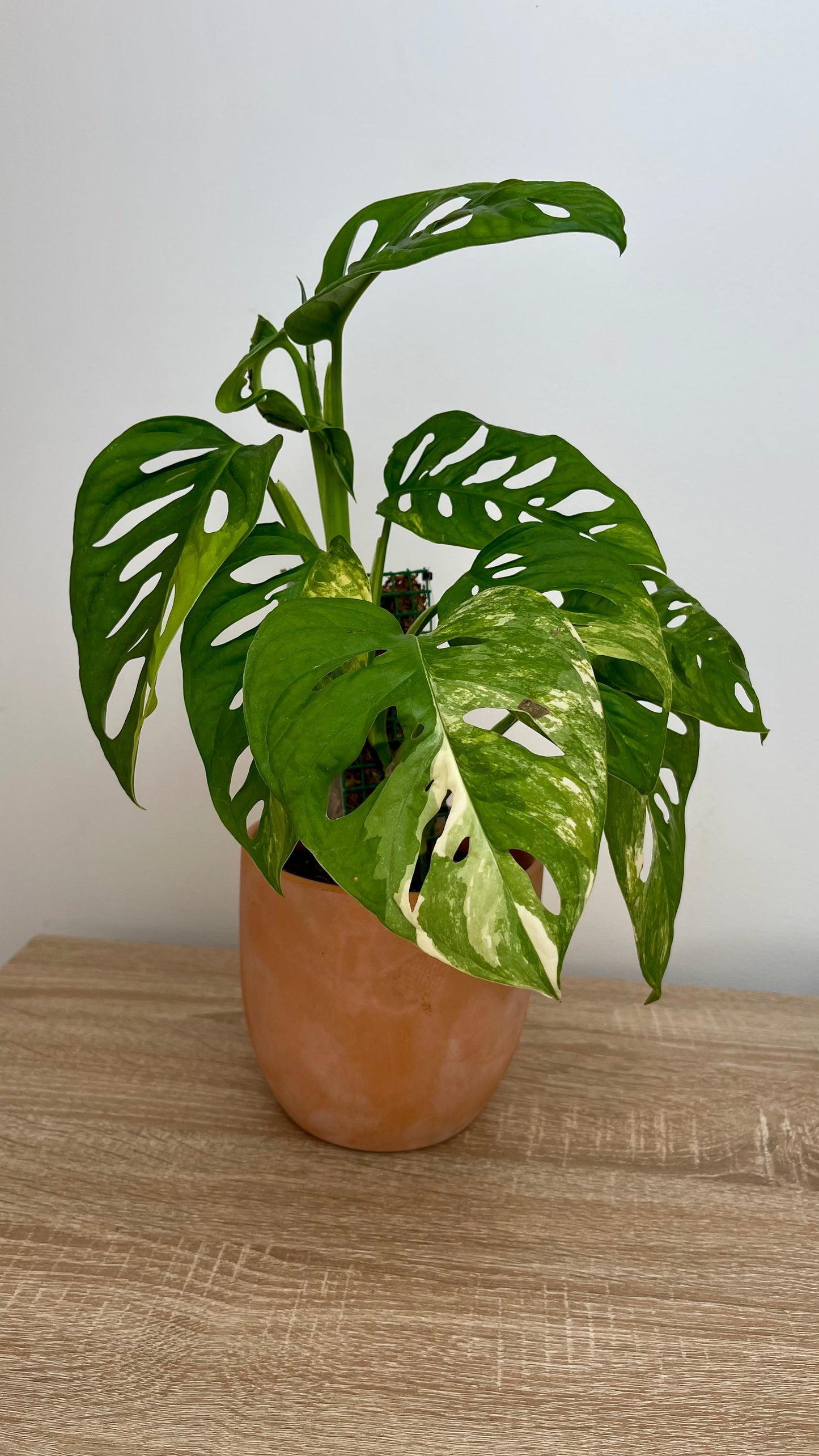 Monstera Adansonii Variegata