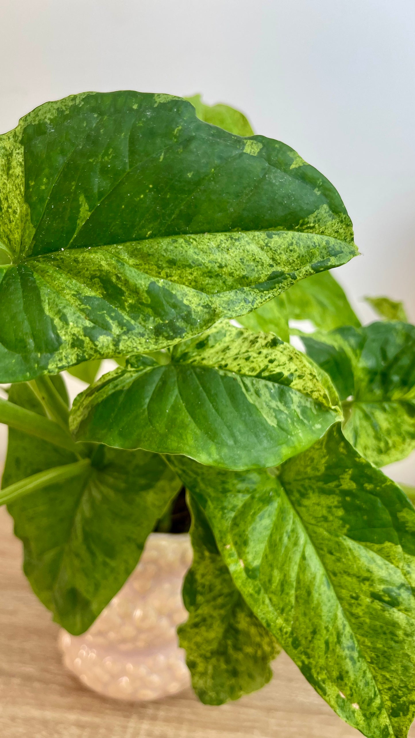 Syngonium Mottled Mojito