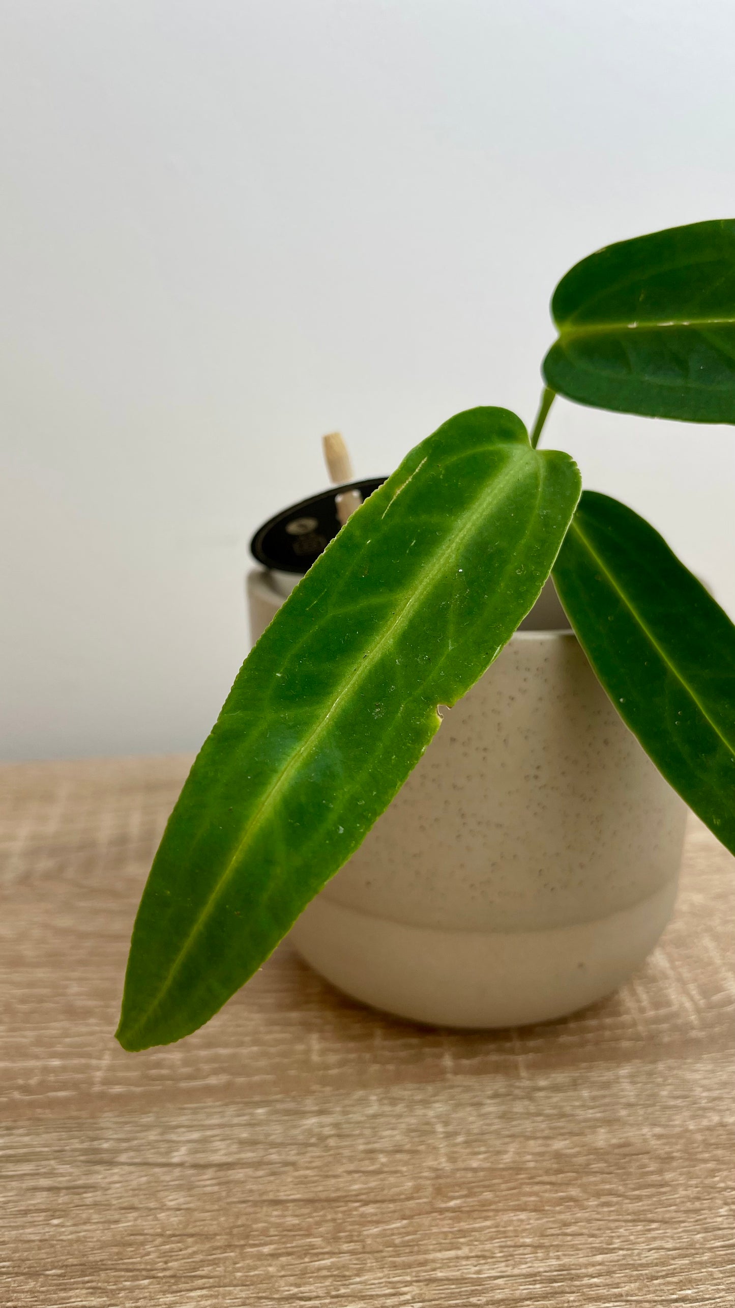 Anthurium Warocqueanum