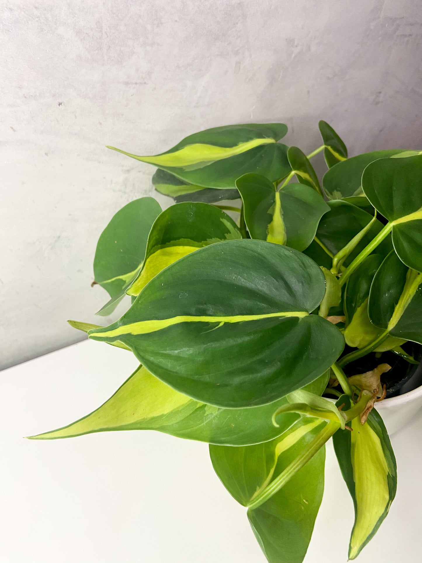 Philodendron Brasil