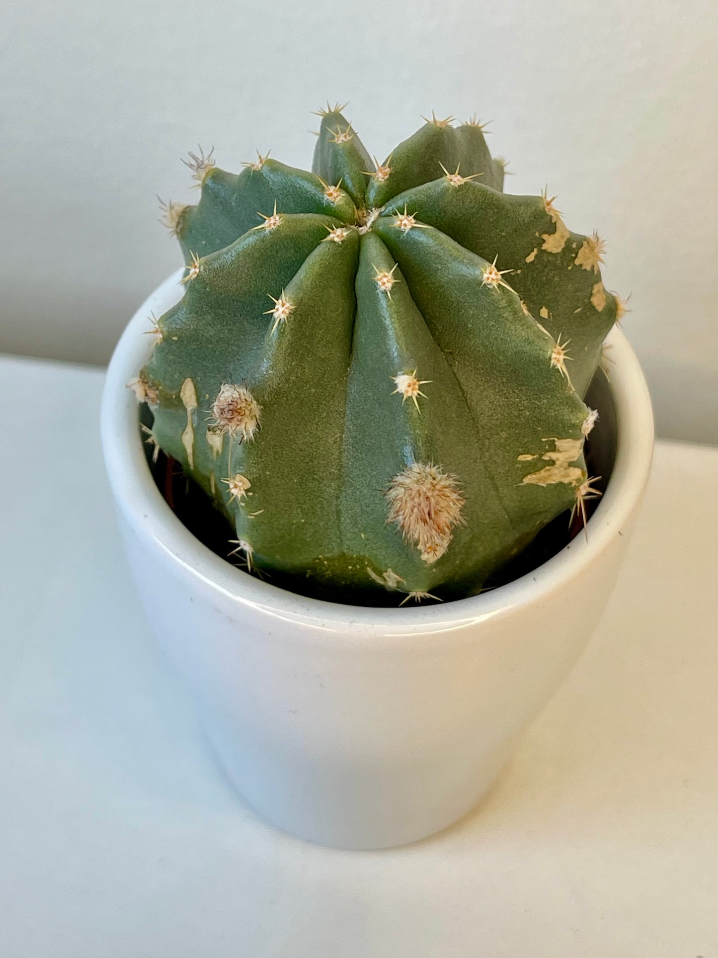 Echinocereus Subinermis