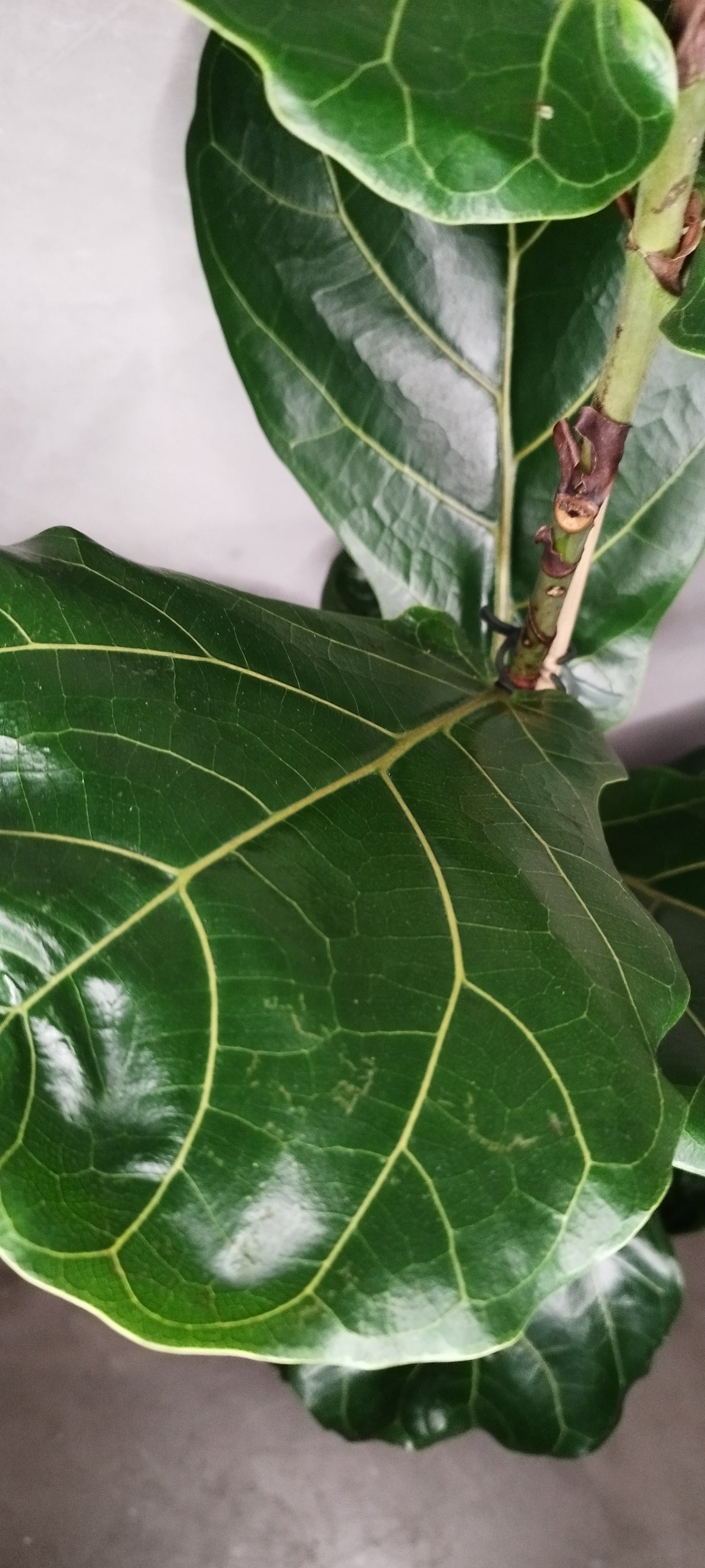 Ficus Lyrata