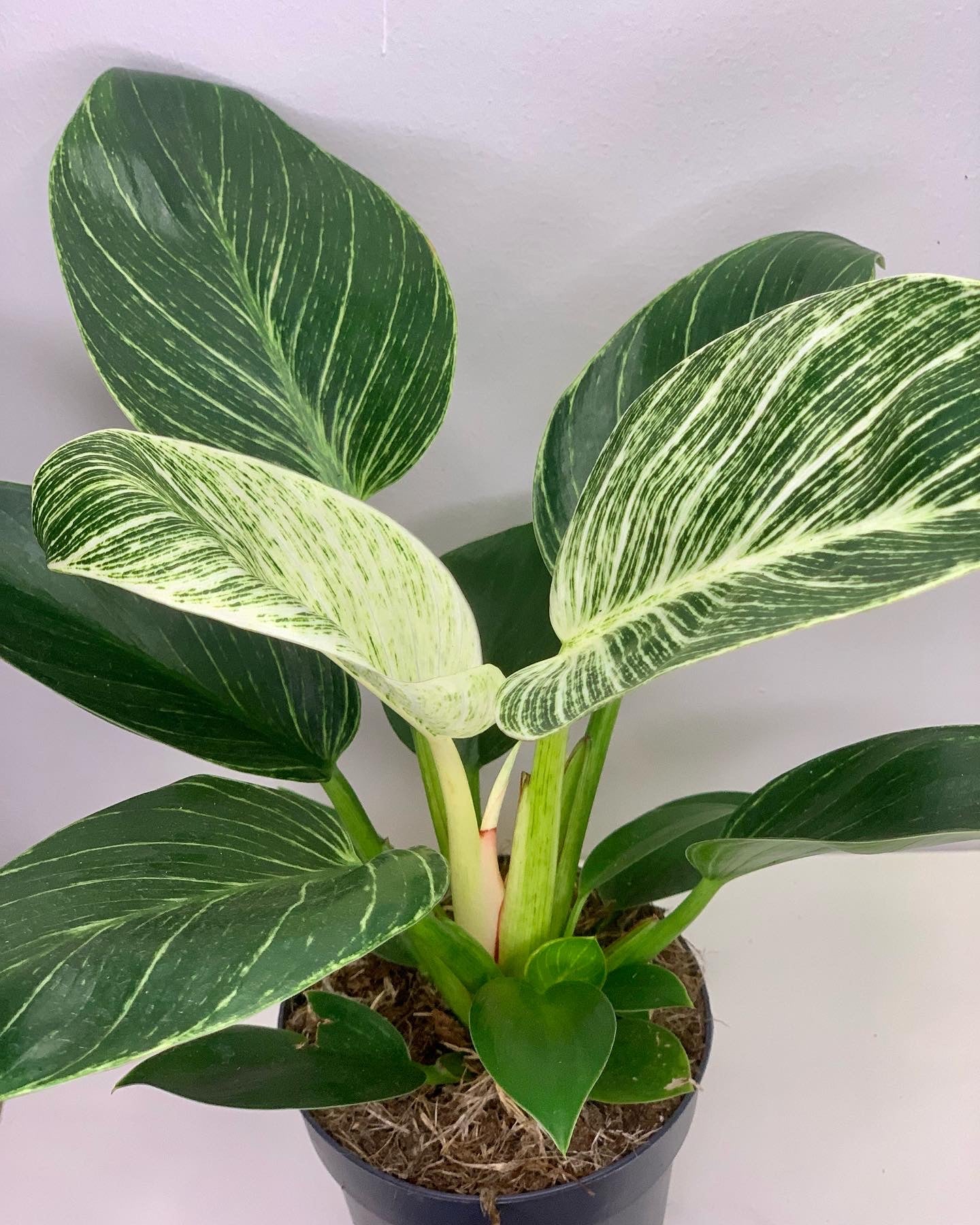 Philodendron Birkin
