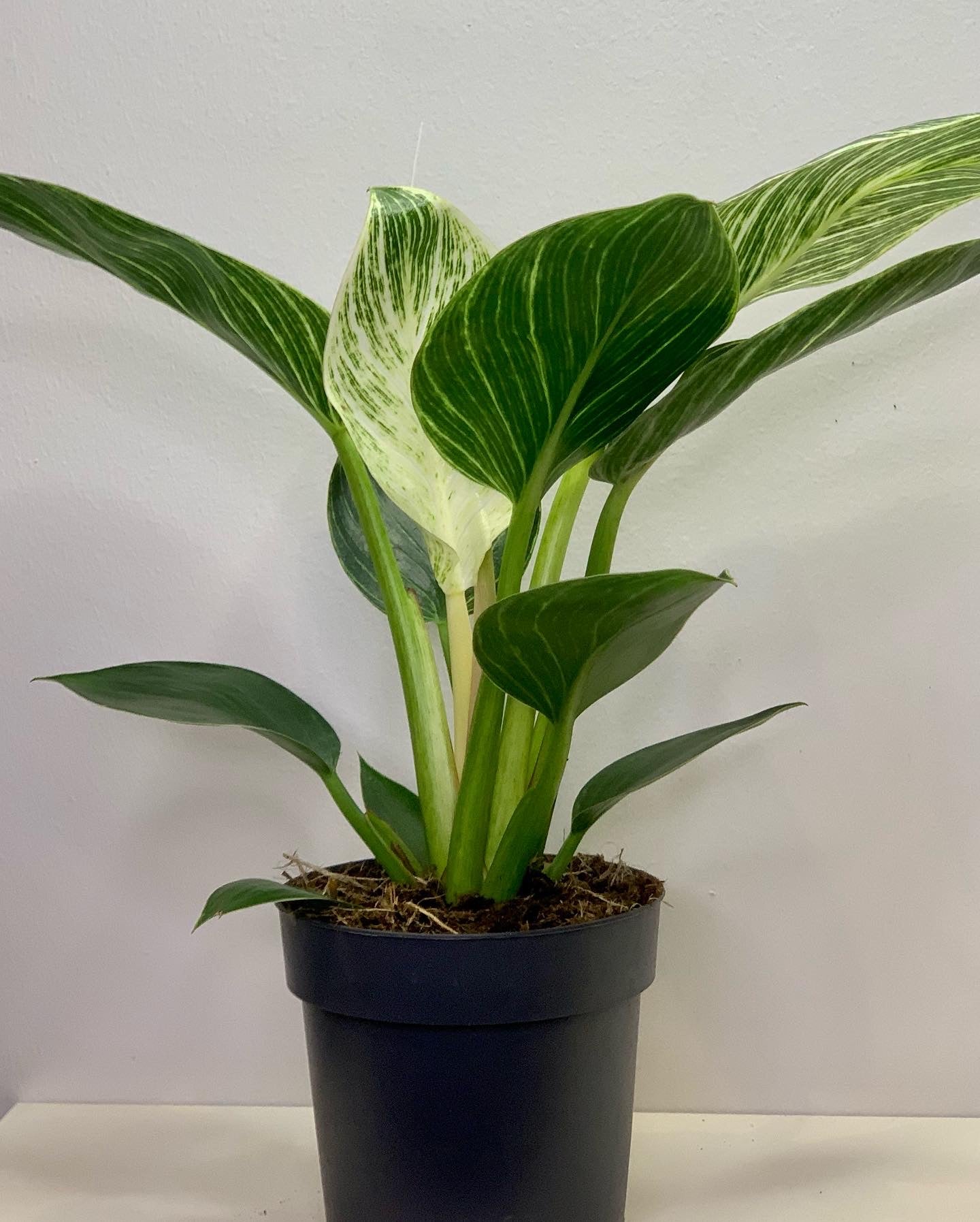 Philodendron Birkin