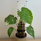 Monstera Thai Constelattion com tutor