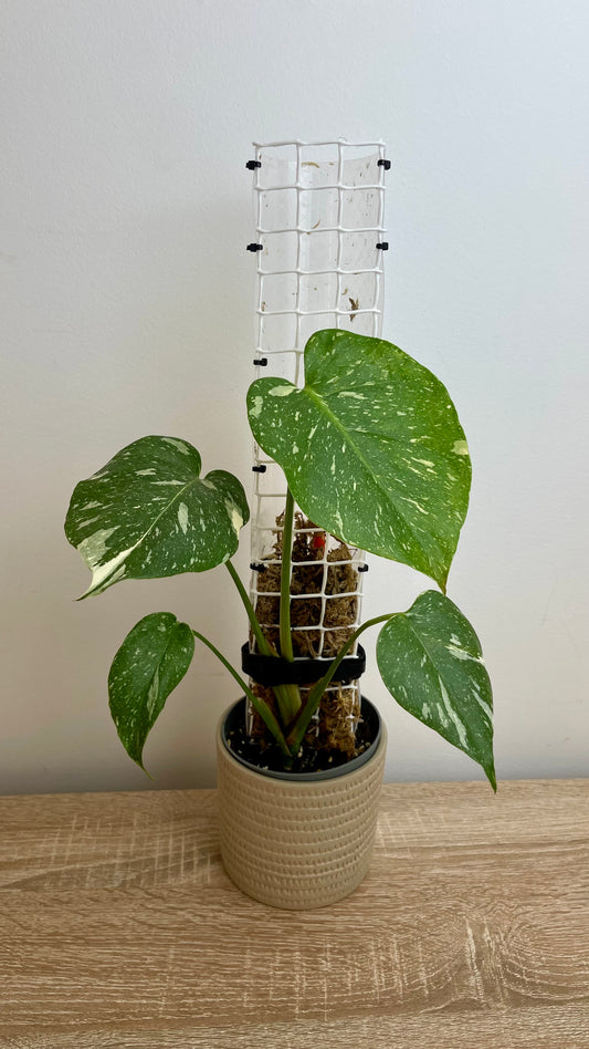 Monstera Thai Constelattion com tutor
