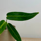 Anthurium Warocqueanum