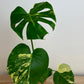 Monstera Deliciosa Aurea Variegata