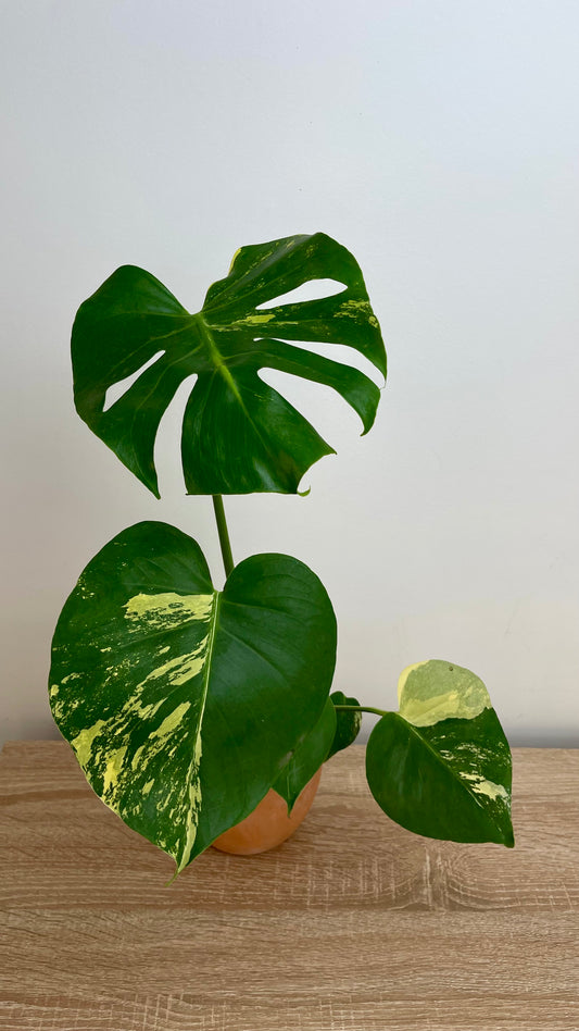 Monstera Deliciosa Aurea Variegata