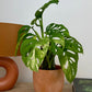 Monstera Adansonii Variegata
