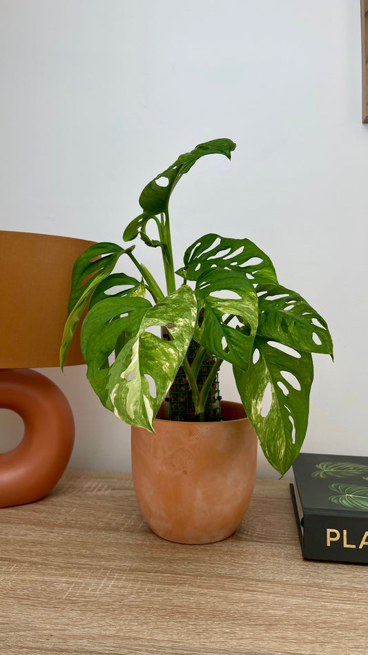 Monstera Adansonii Variegata