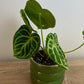 Anthurium Silver Blush Baby