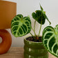 Anthurium Silver Blush Baby