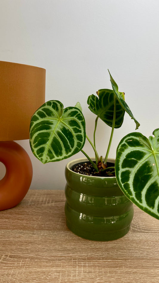 Anthurium Silver Blush Baby