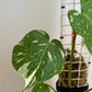 Monstera Thai Constelattion com tutor